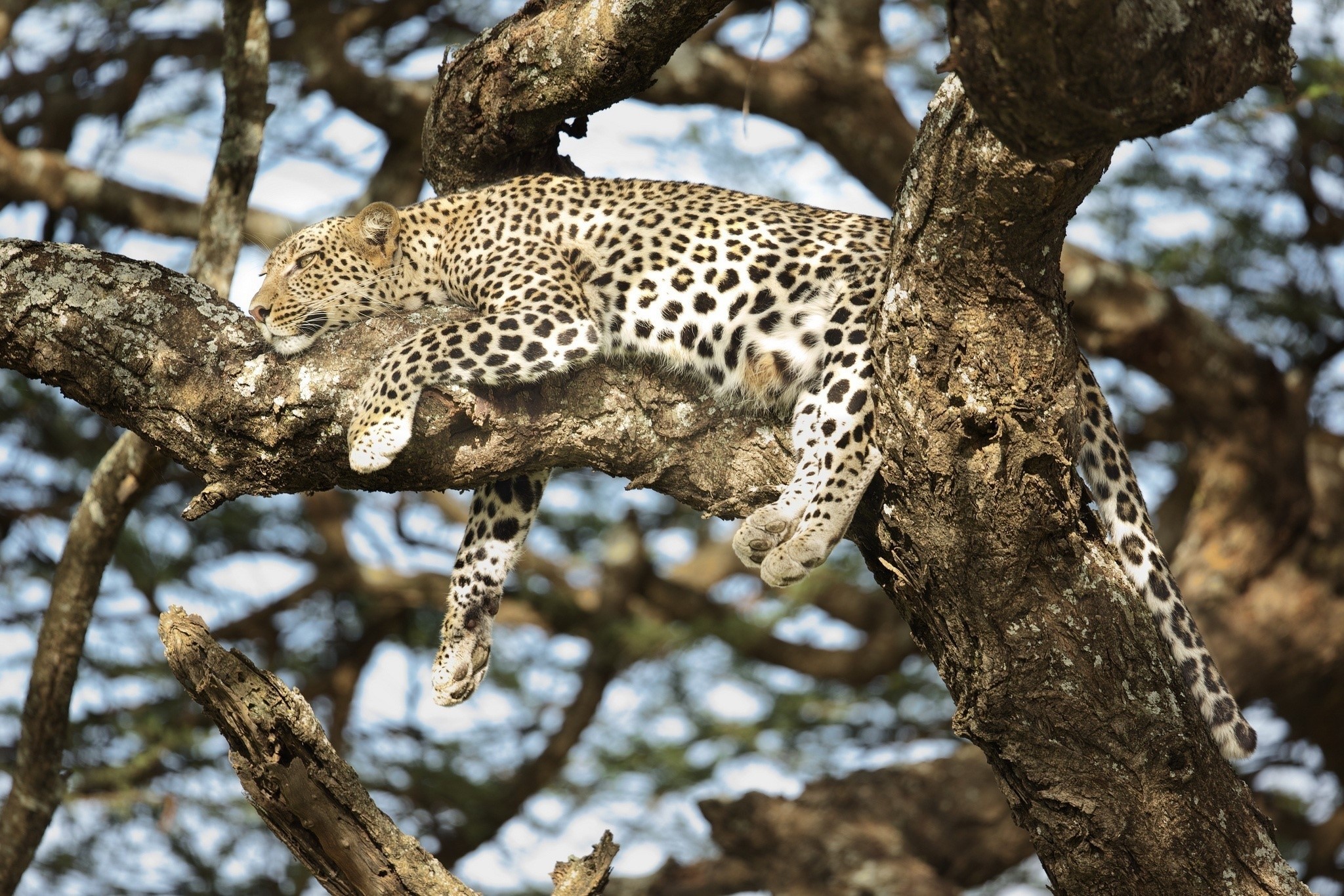 Leopard sleeping on a tree branch HD Wallpaper