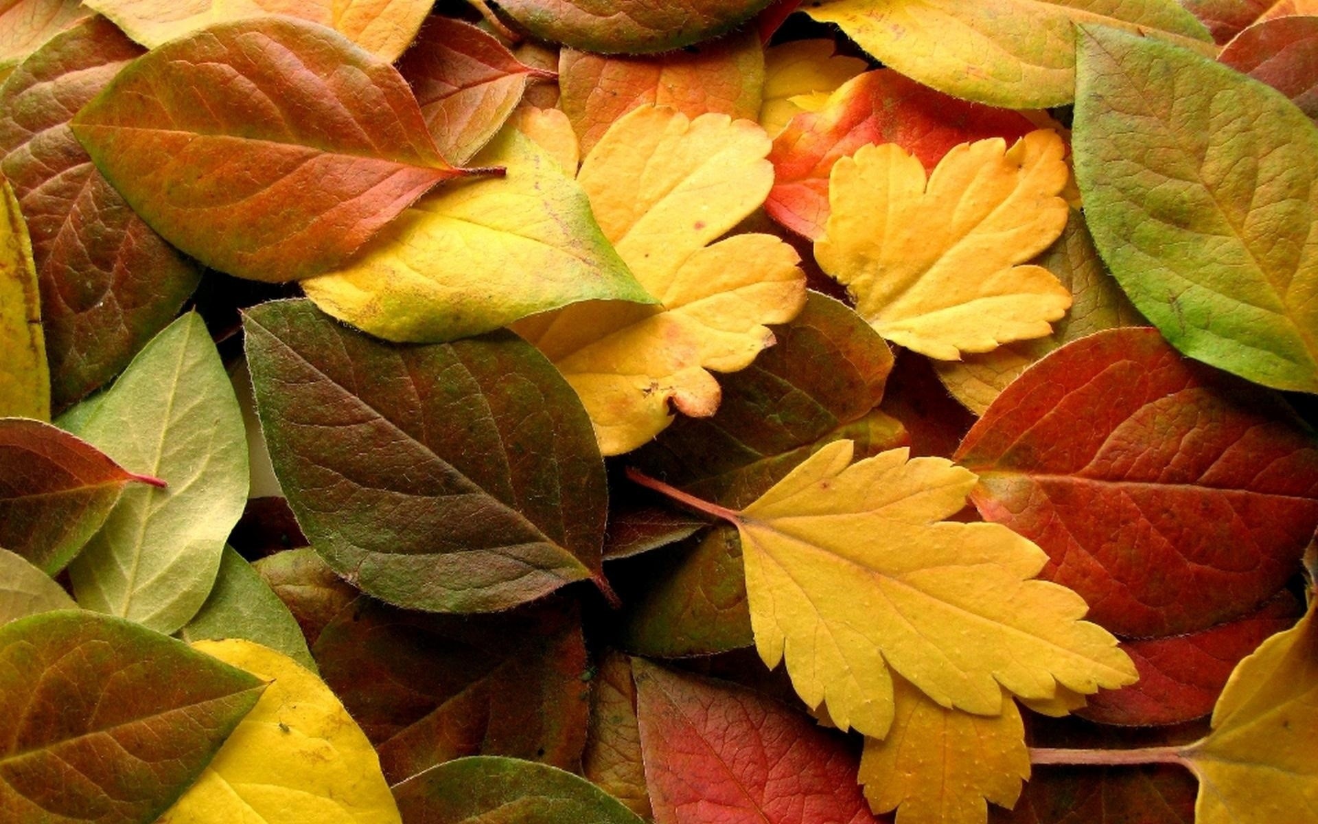 Colorful autumn leaves in various shades of red, yellow, and green. HD Wallpaper