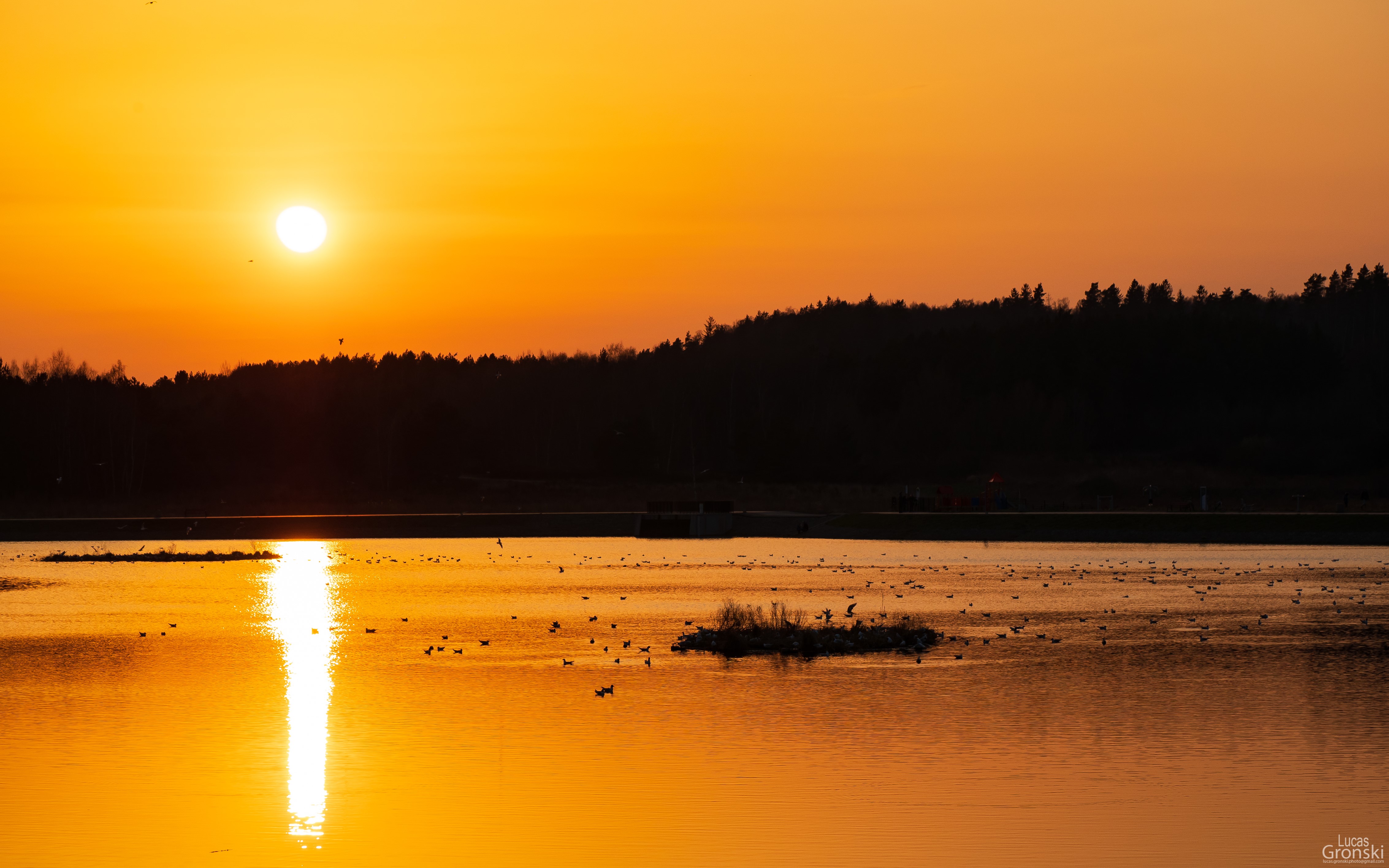Sunset over a lake with birds and trees HD Wallpaper
