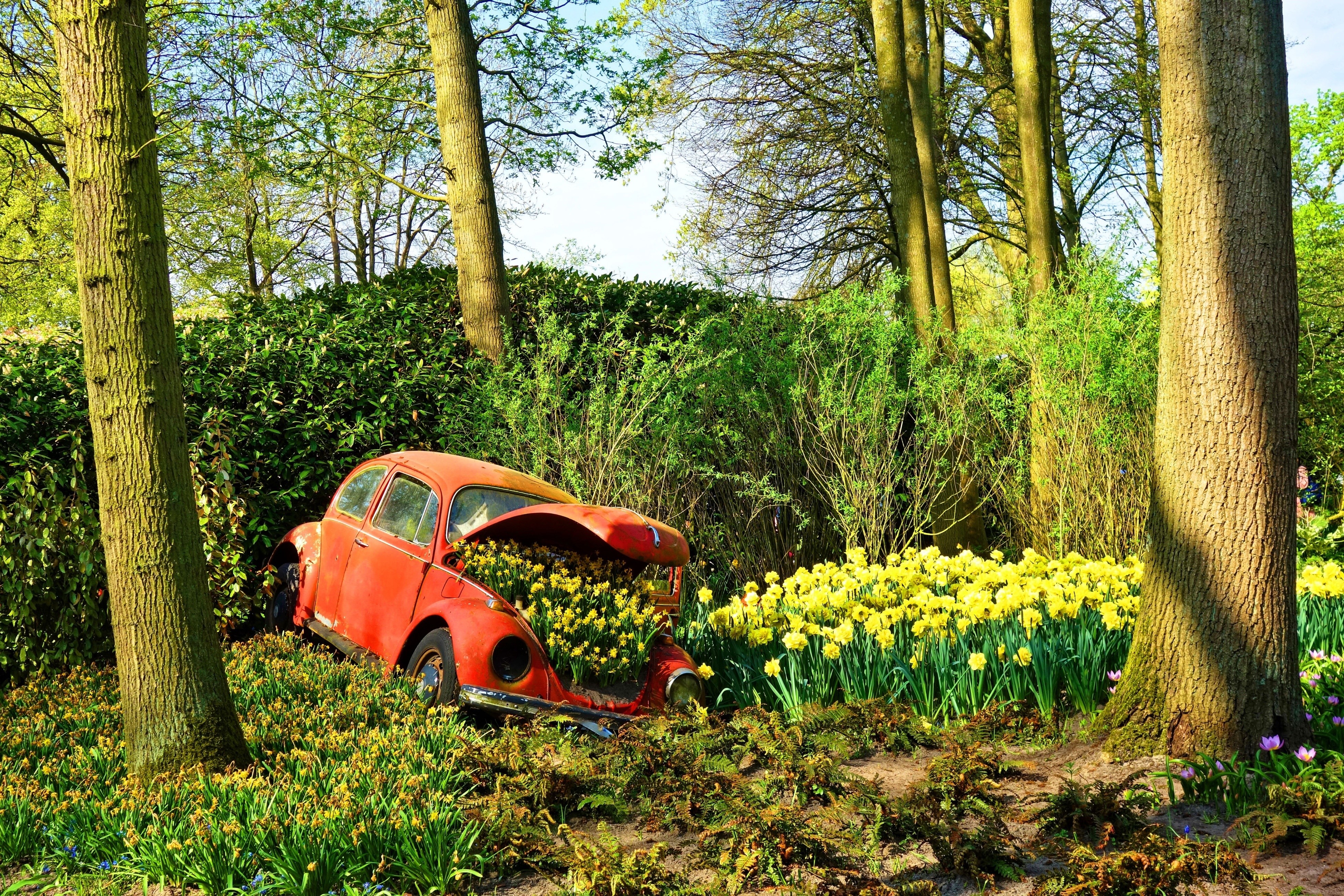 4K red Volkswagen Beetle wreck with flowers HD Wallpaper