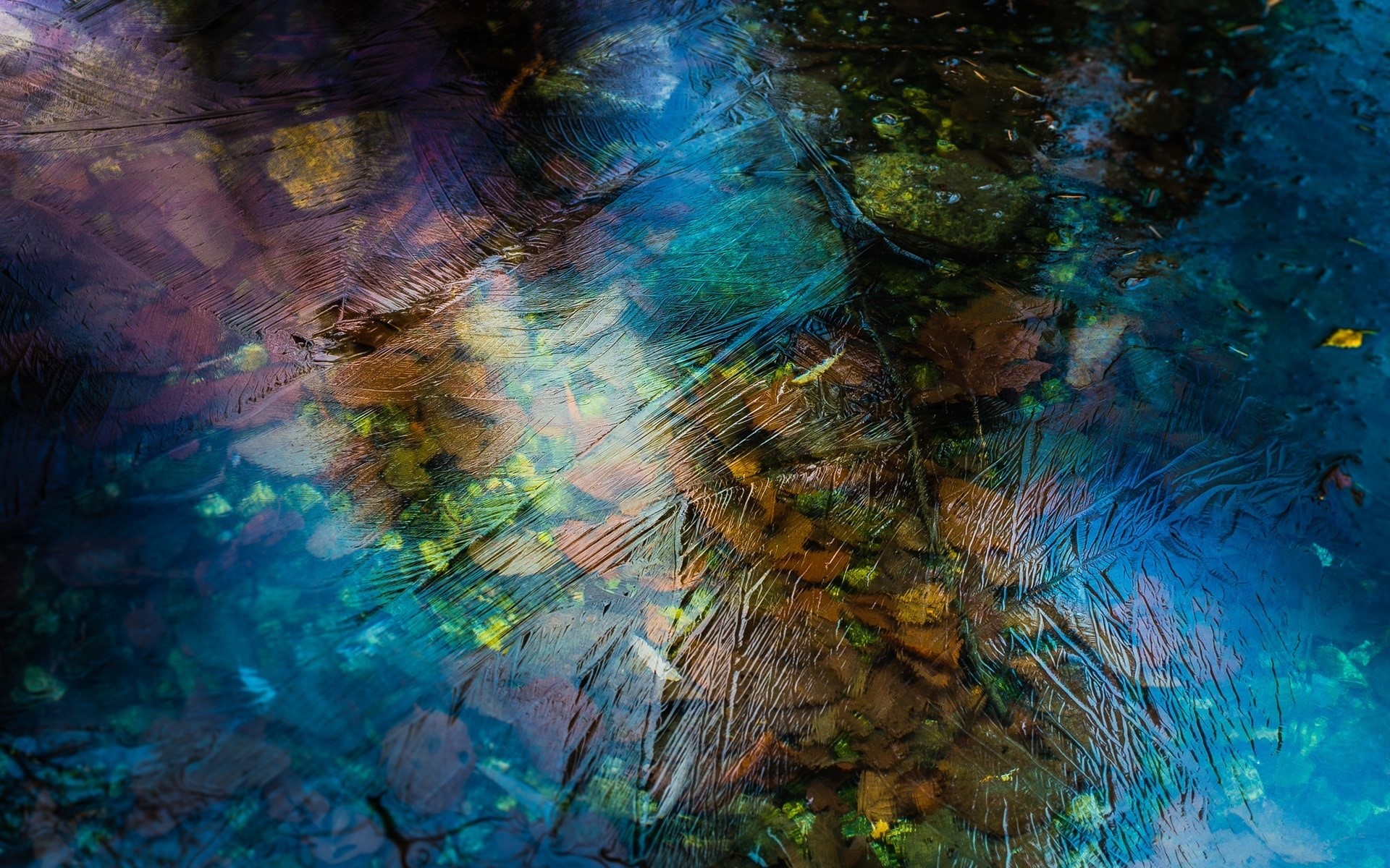 Ice patterns over fallen leaves in water HD Wallpaper