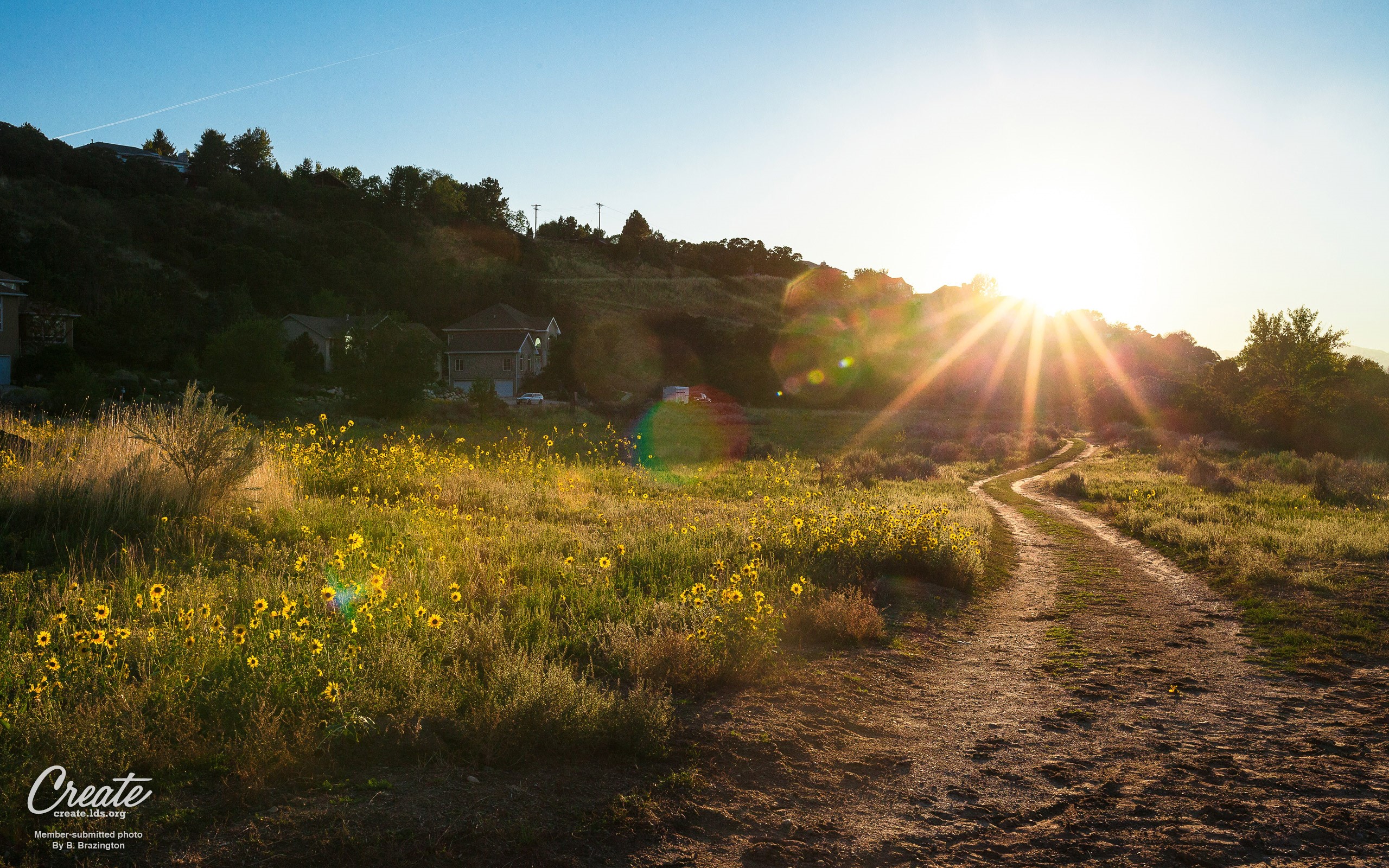 Dirt path through a field of sunflowers at sunrise HD Wallpaper