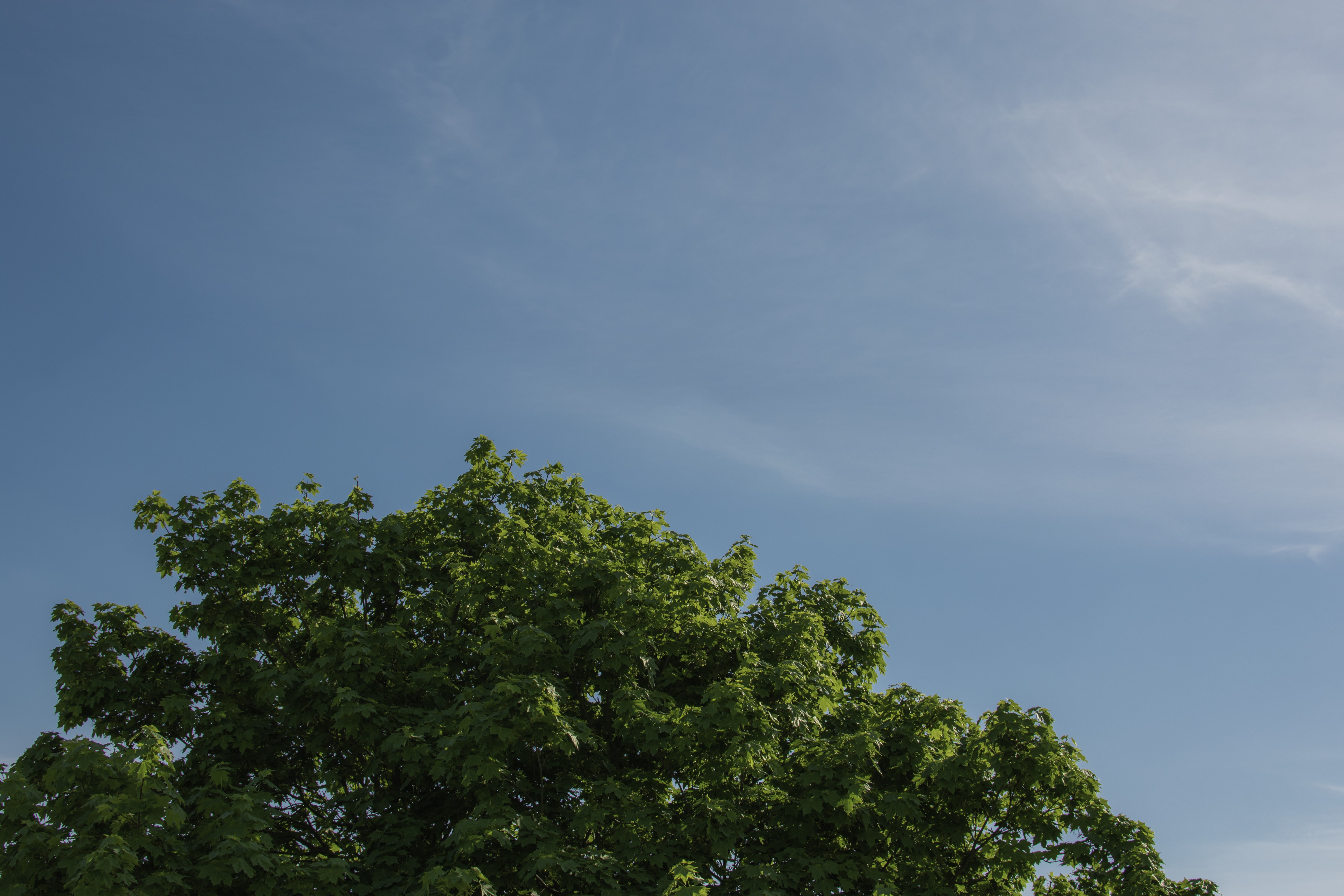 4K Sky and Trees Outdoors HD Wallpaper