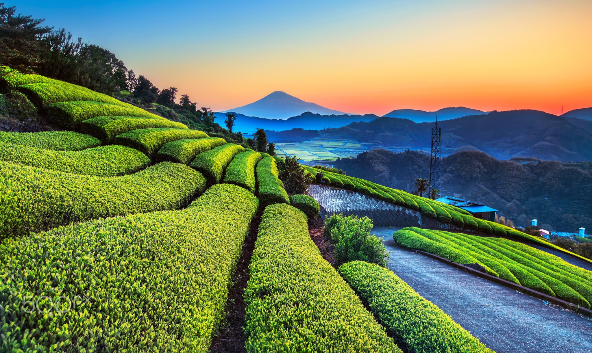 Rolling green tea fields with Mount Fuji in the distance at sunset HD Wallpaper