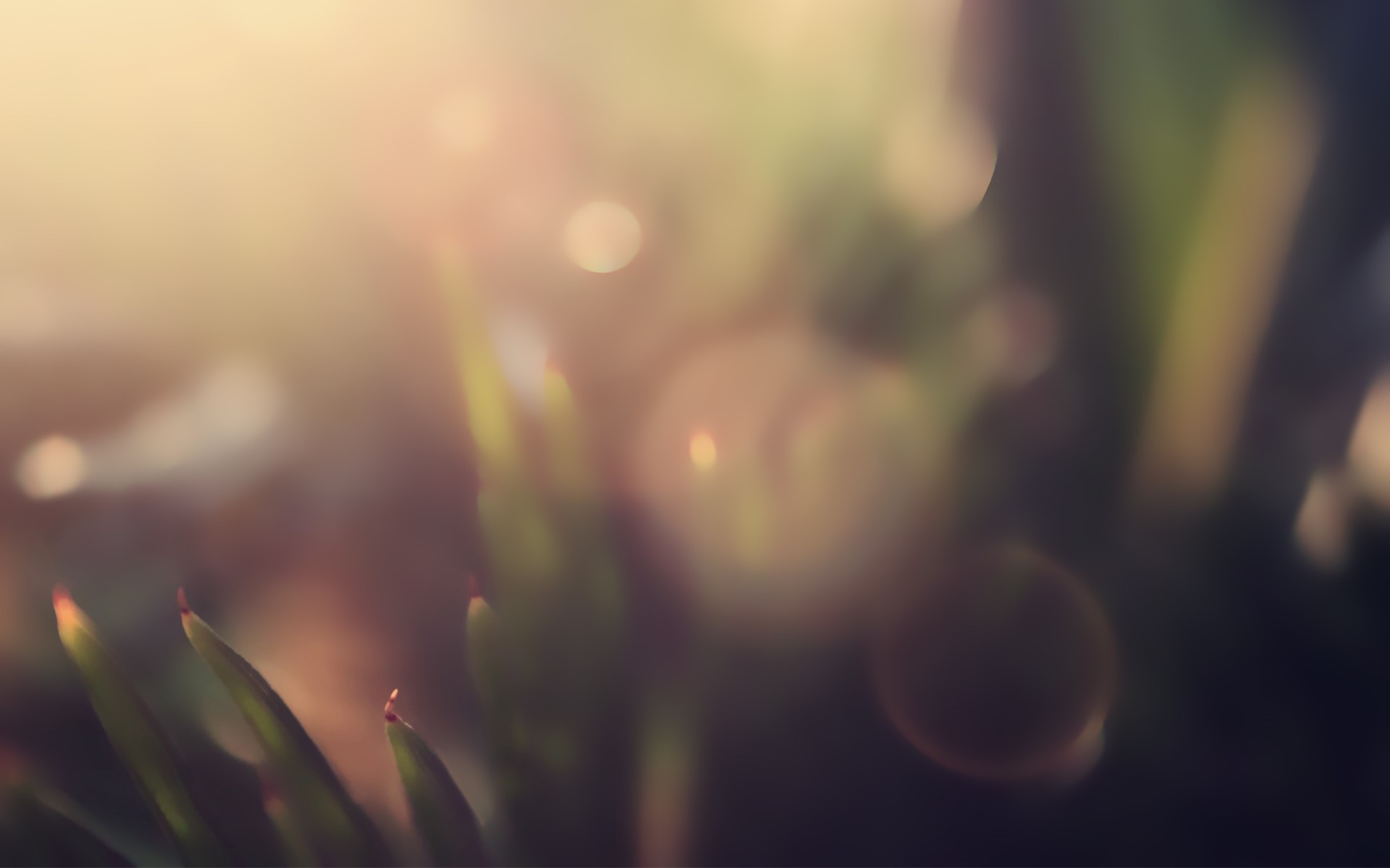 Macro view of green plants with bokeh and sunlight HD Wallpaper