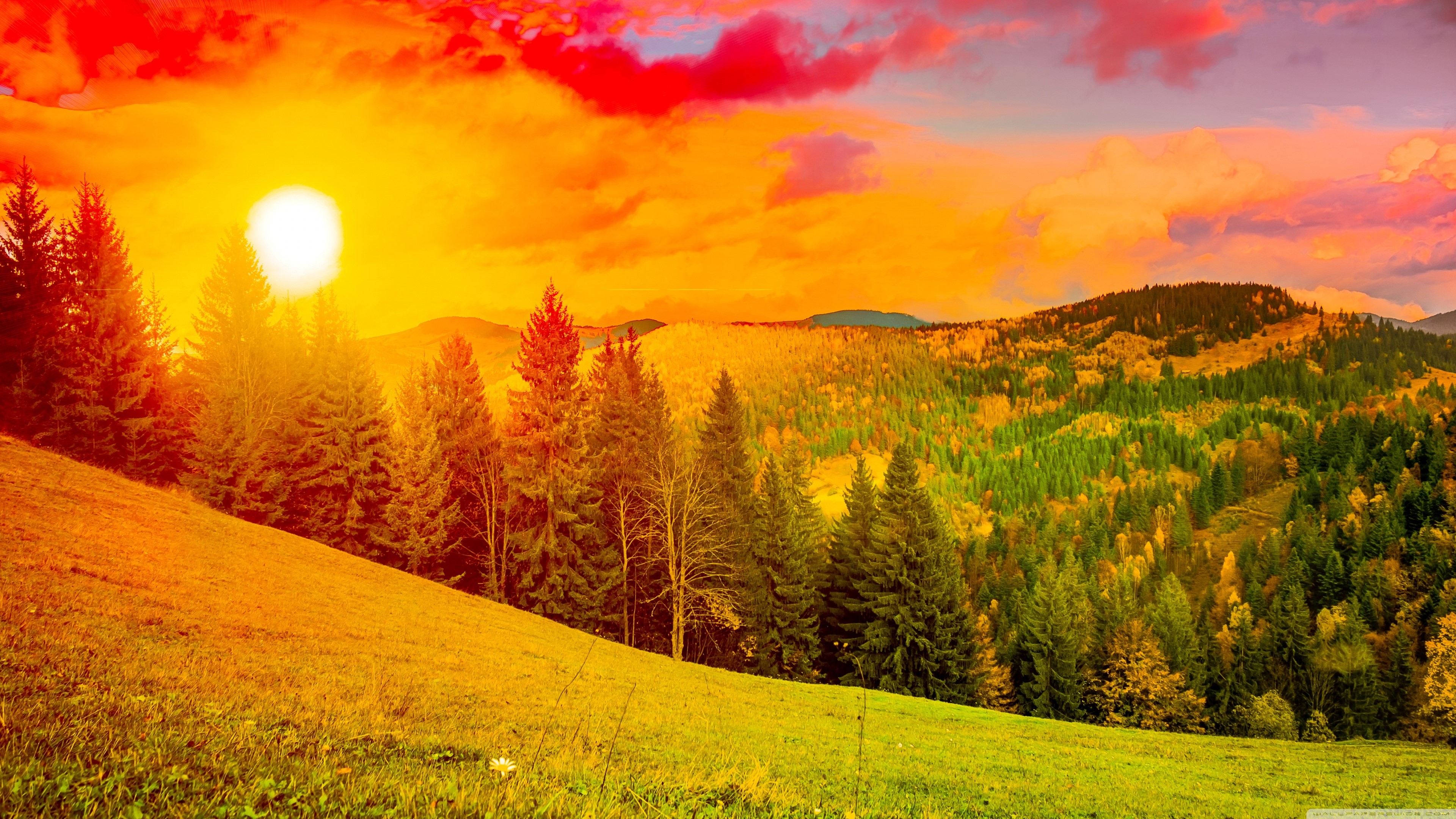 4K Nature Forest Sunrise HD Wallpaper