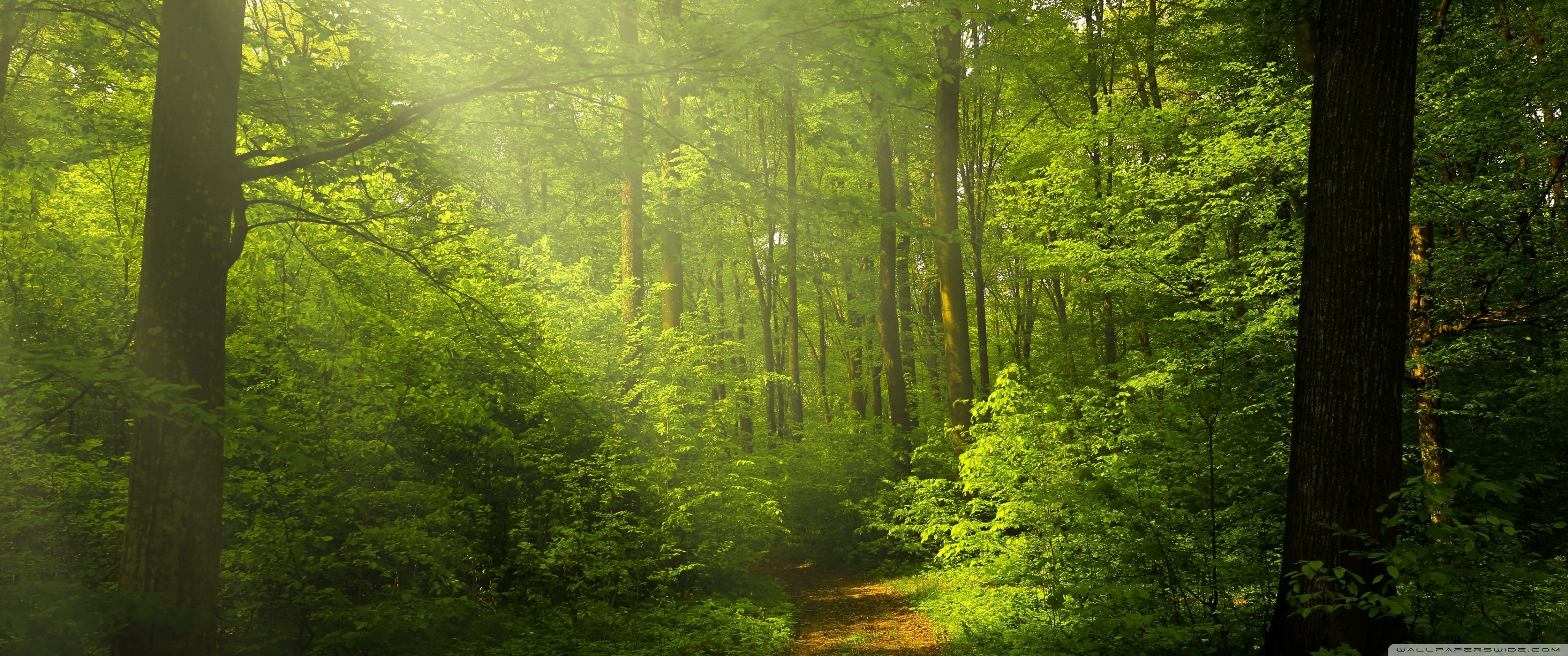 Sunlight filtering through a green forest with a path HD Wallpaper