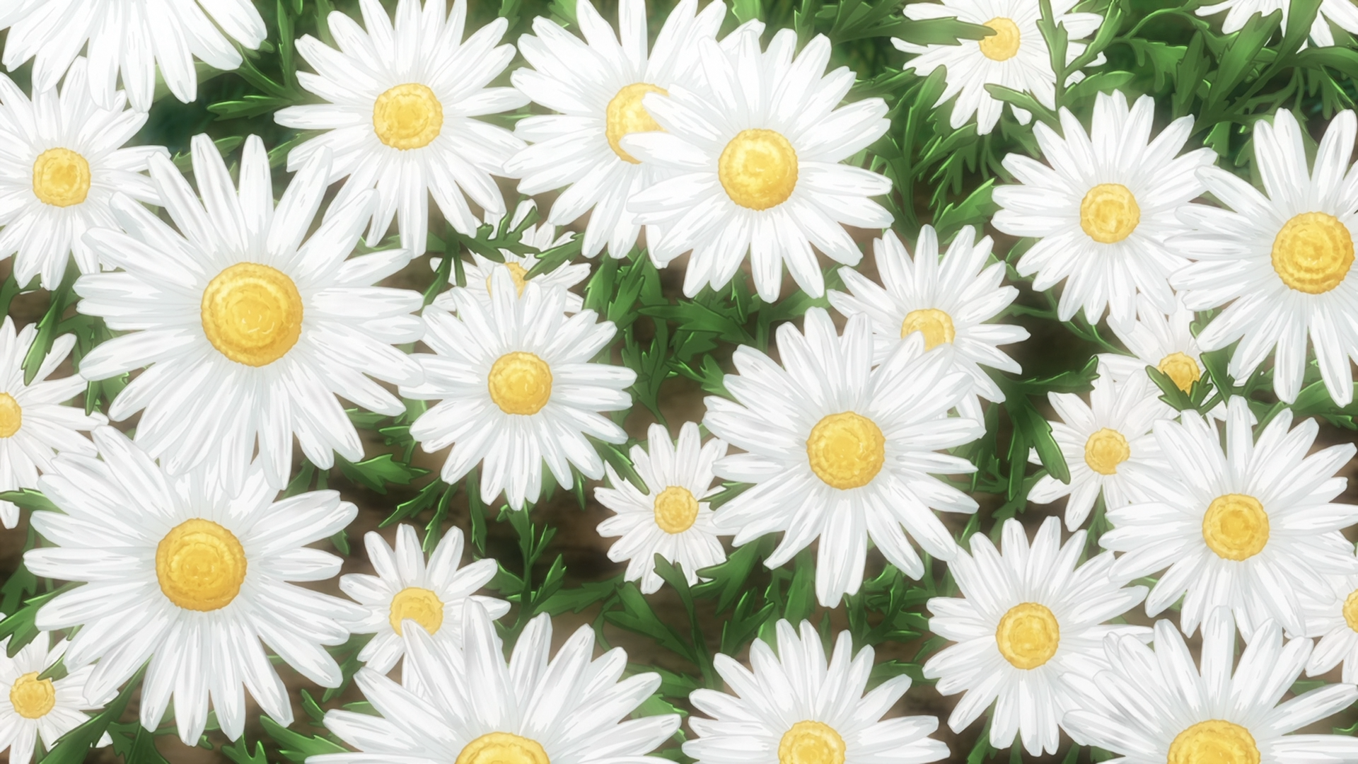 White daisies with yellow centers and green leaves HD Wallpaper