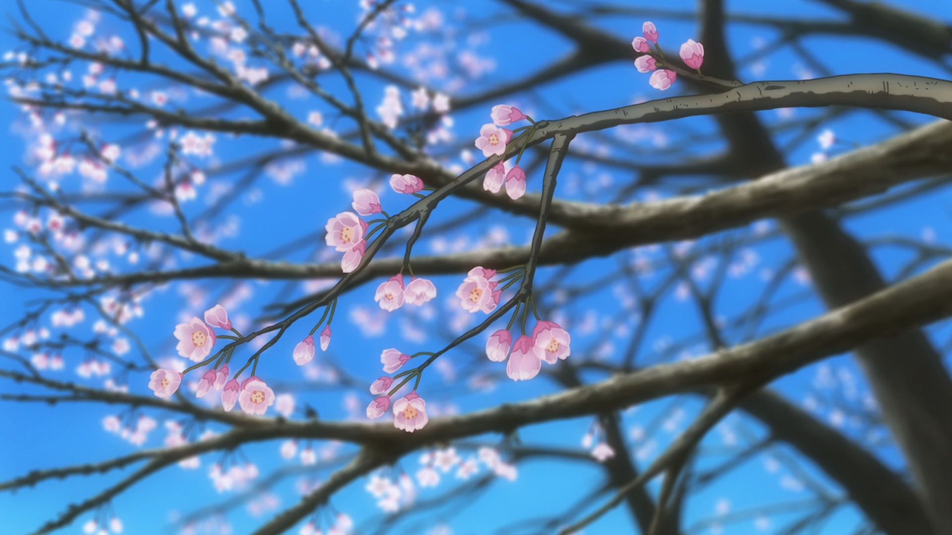 Cherry blossoms on branches against a blue sky HD Wallpaper