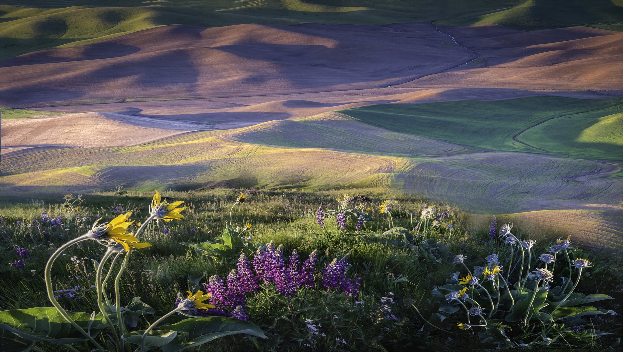 Rolling hills landscape with wildflowers in the foreground HD Wallpaper
