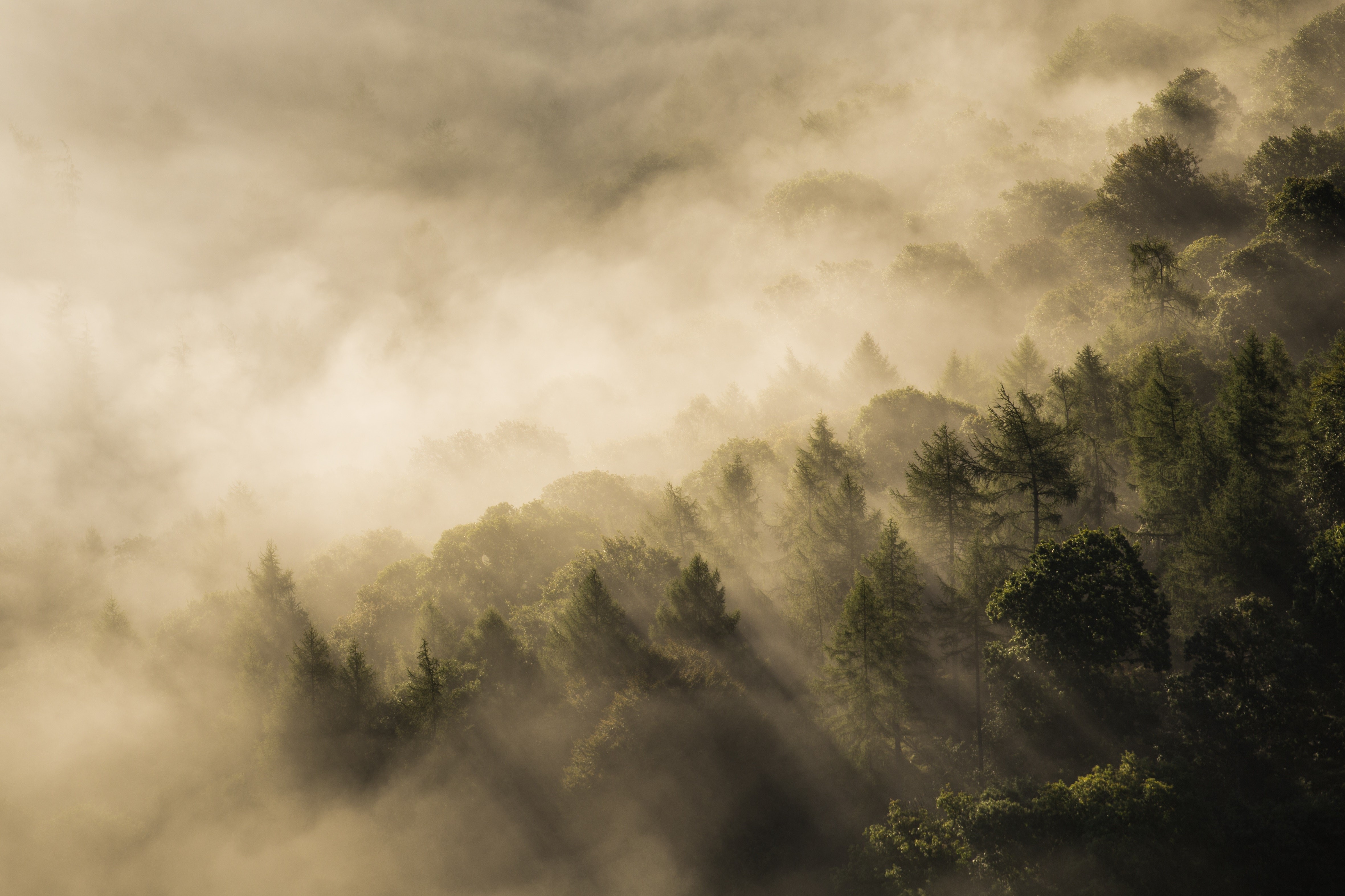 Sun rays through mist in a forest landscape HD Wallpaper
