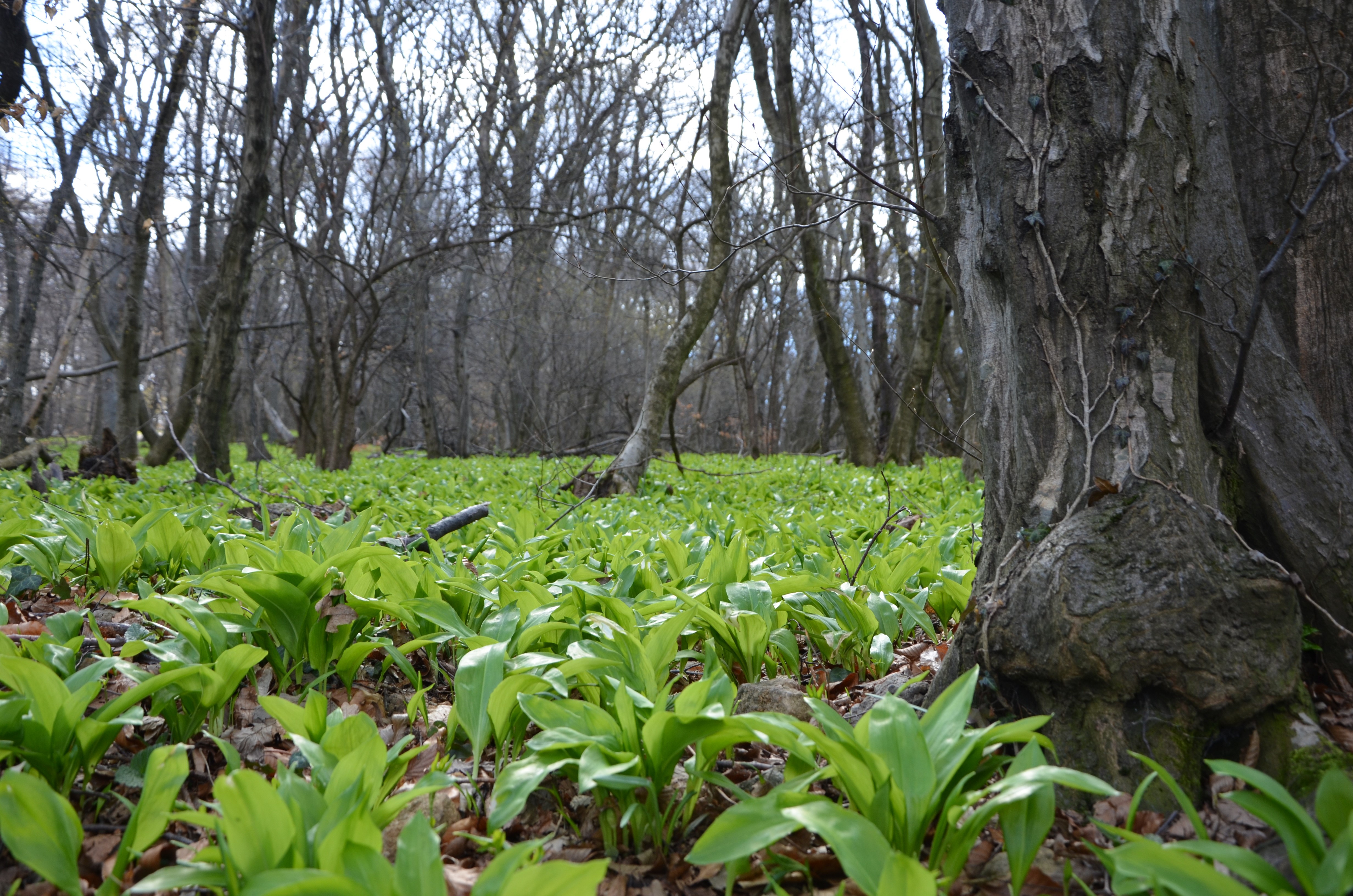 Forest floor covered in green plants with bare trees HD Wallpaper