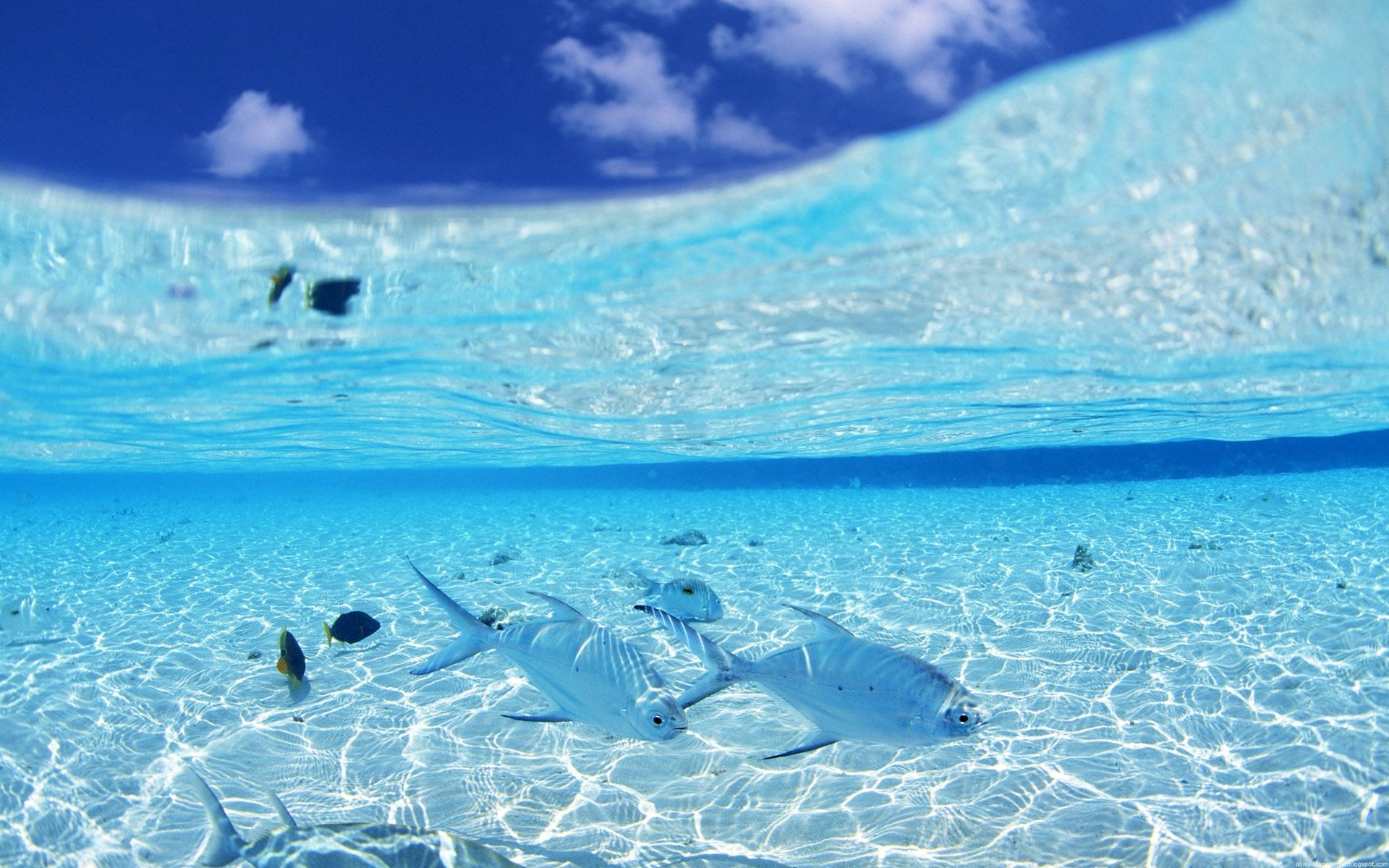 Underwater scene with fish and clear blue water HD Wallpaper
