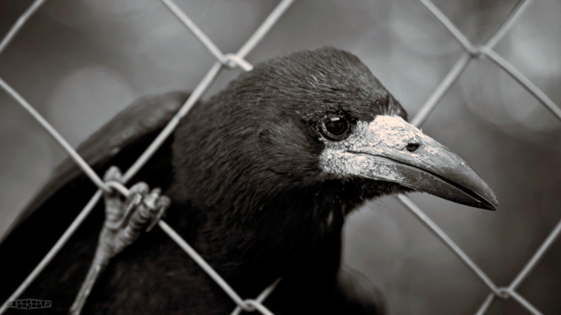 Close-up of a crow behind a fence HD Wallpaper