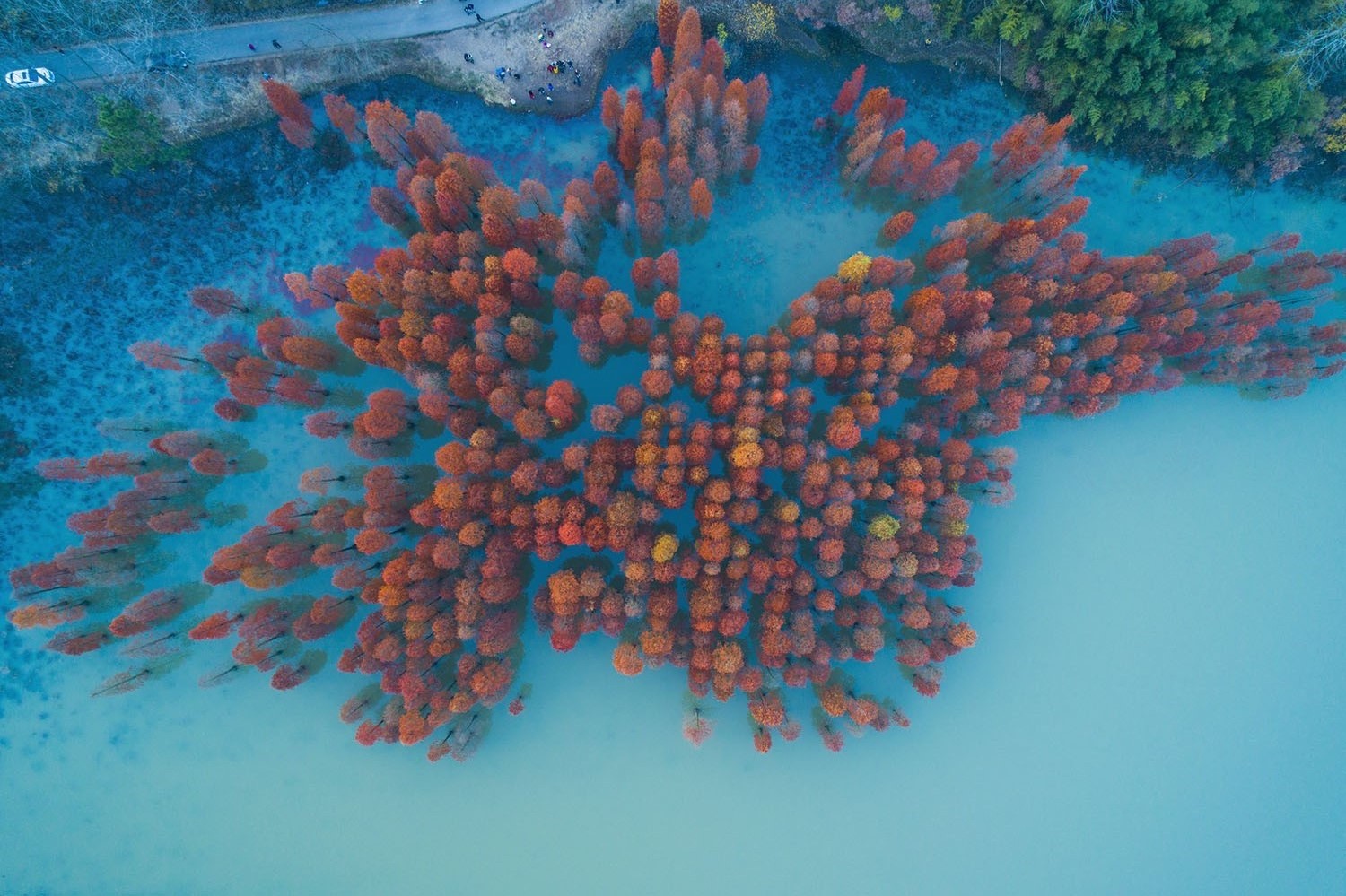 Aerial view of autumn trees in a lake in China HD Wallpaper