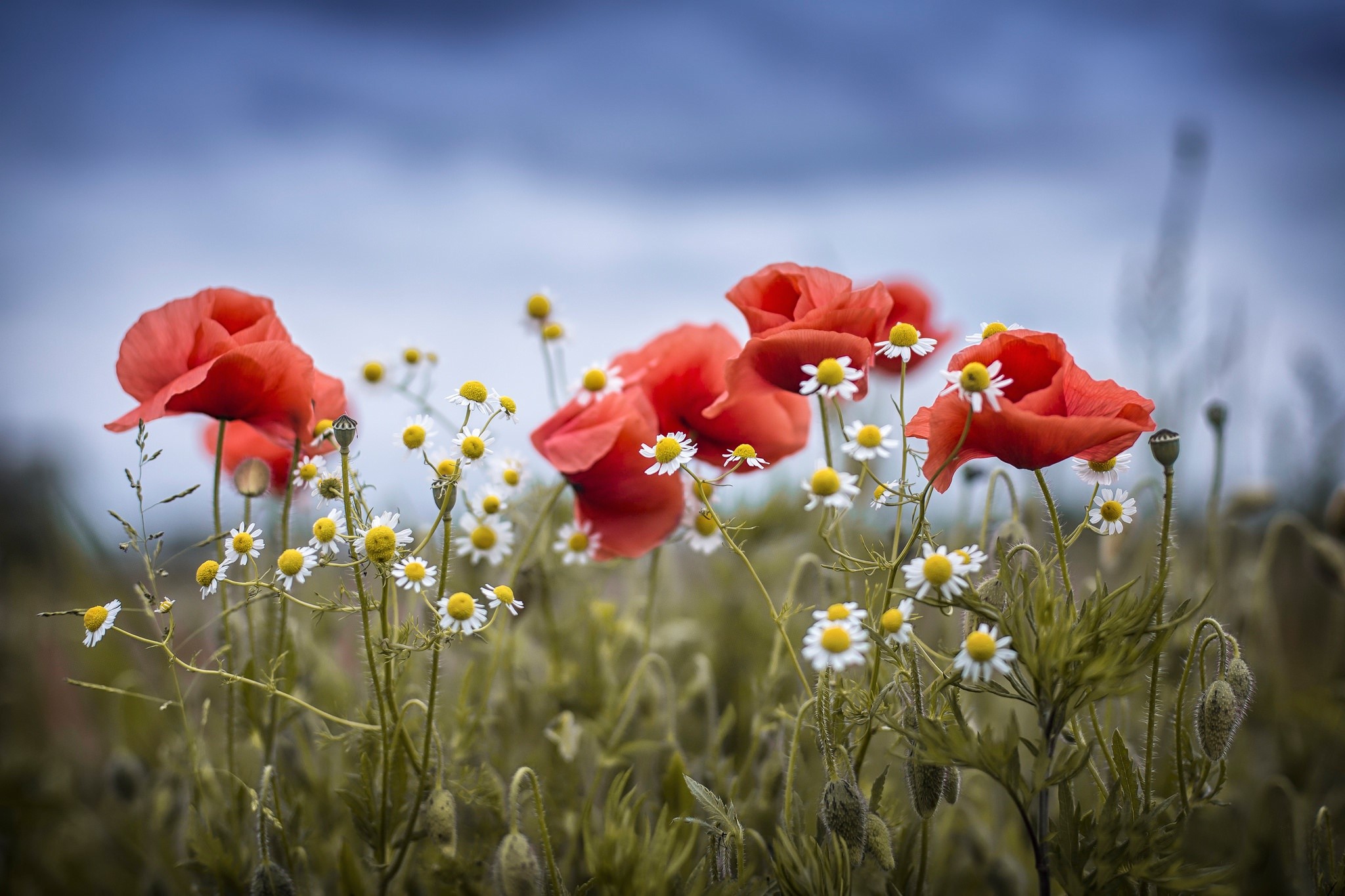Red poppies and daisies in a field HD Wallpaper