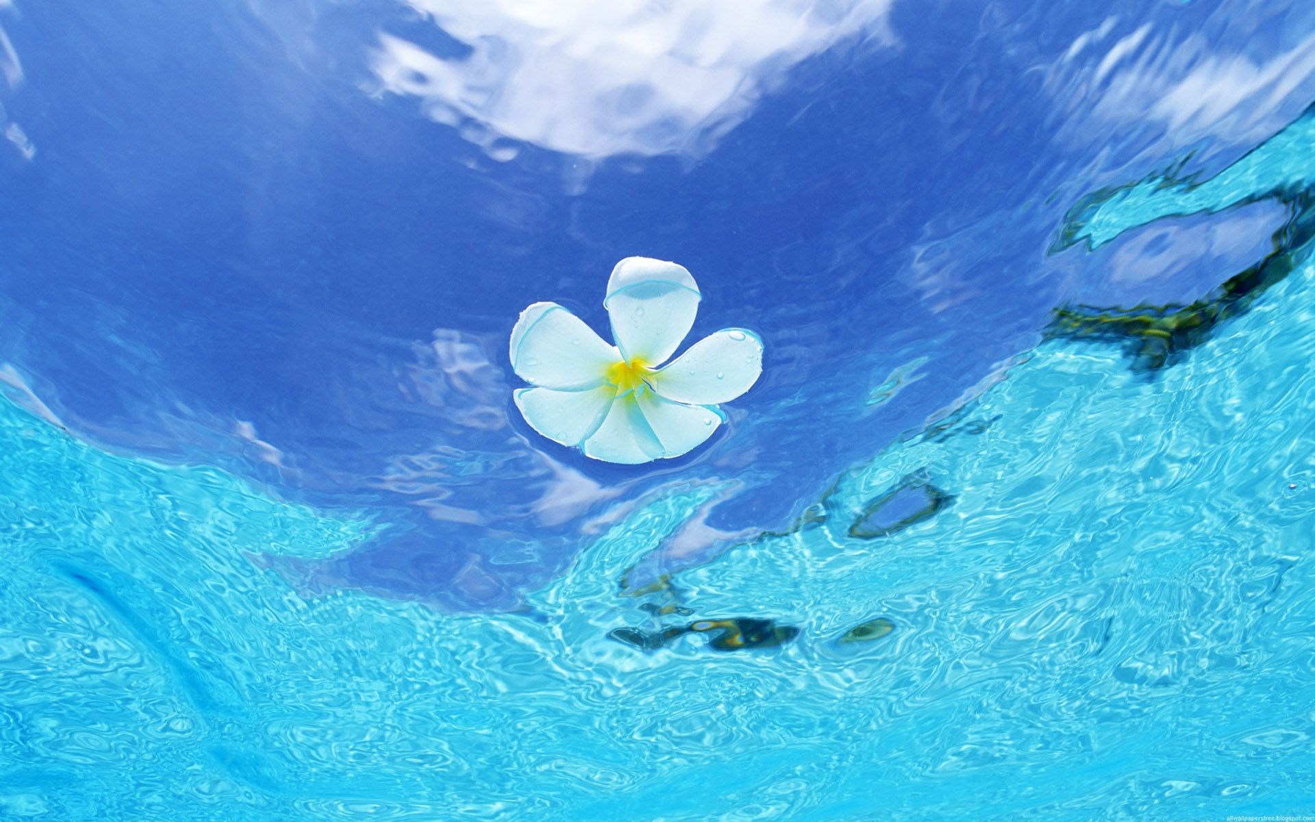 White flower floating on blue water HD Wallpaper