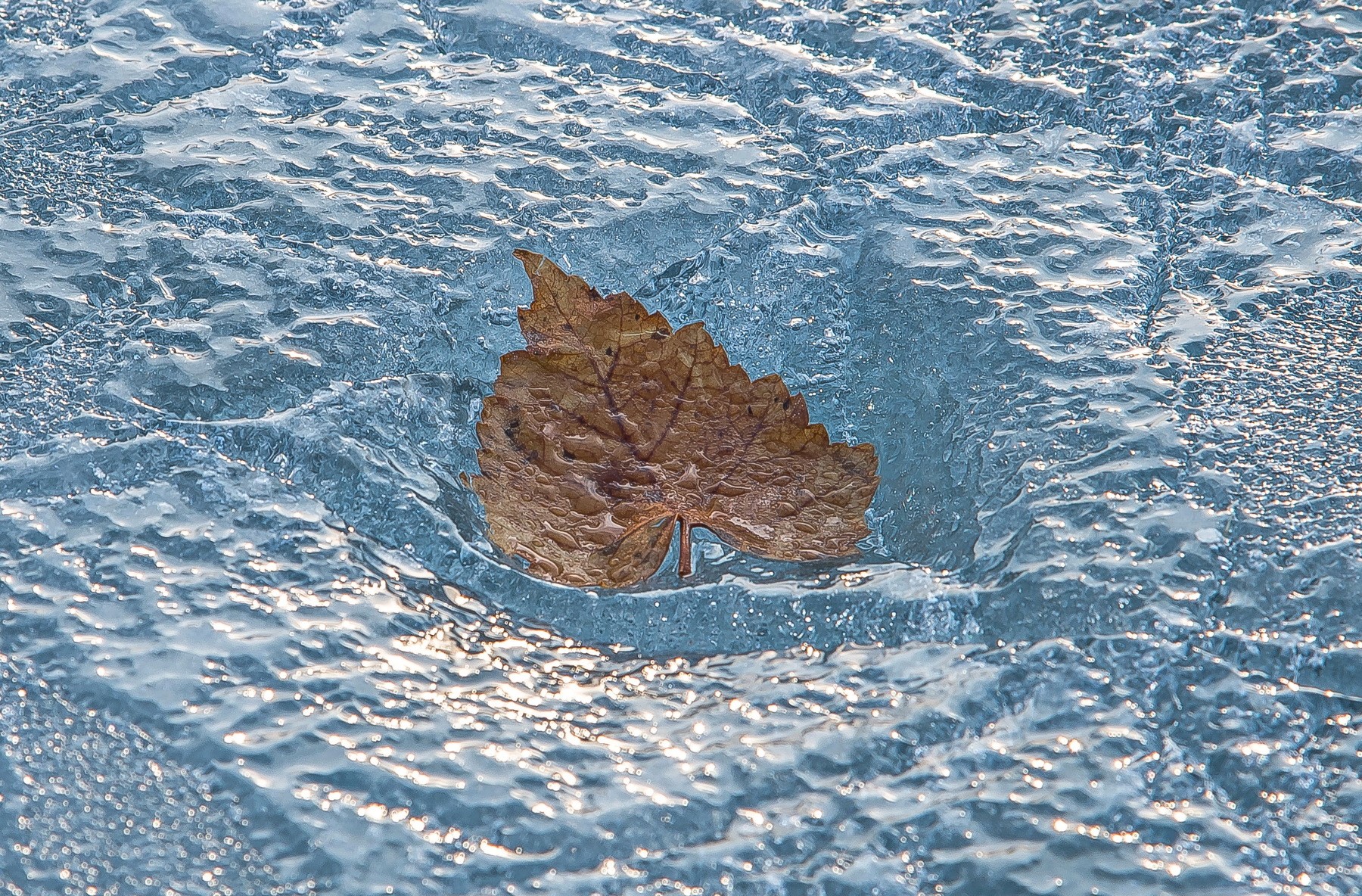 A single brown leaf frozen in ice HD Wallpaper