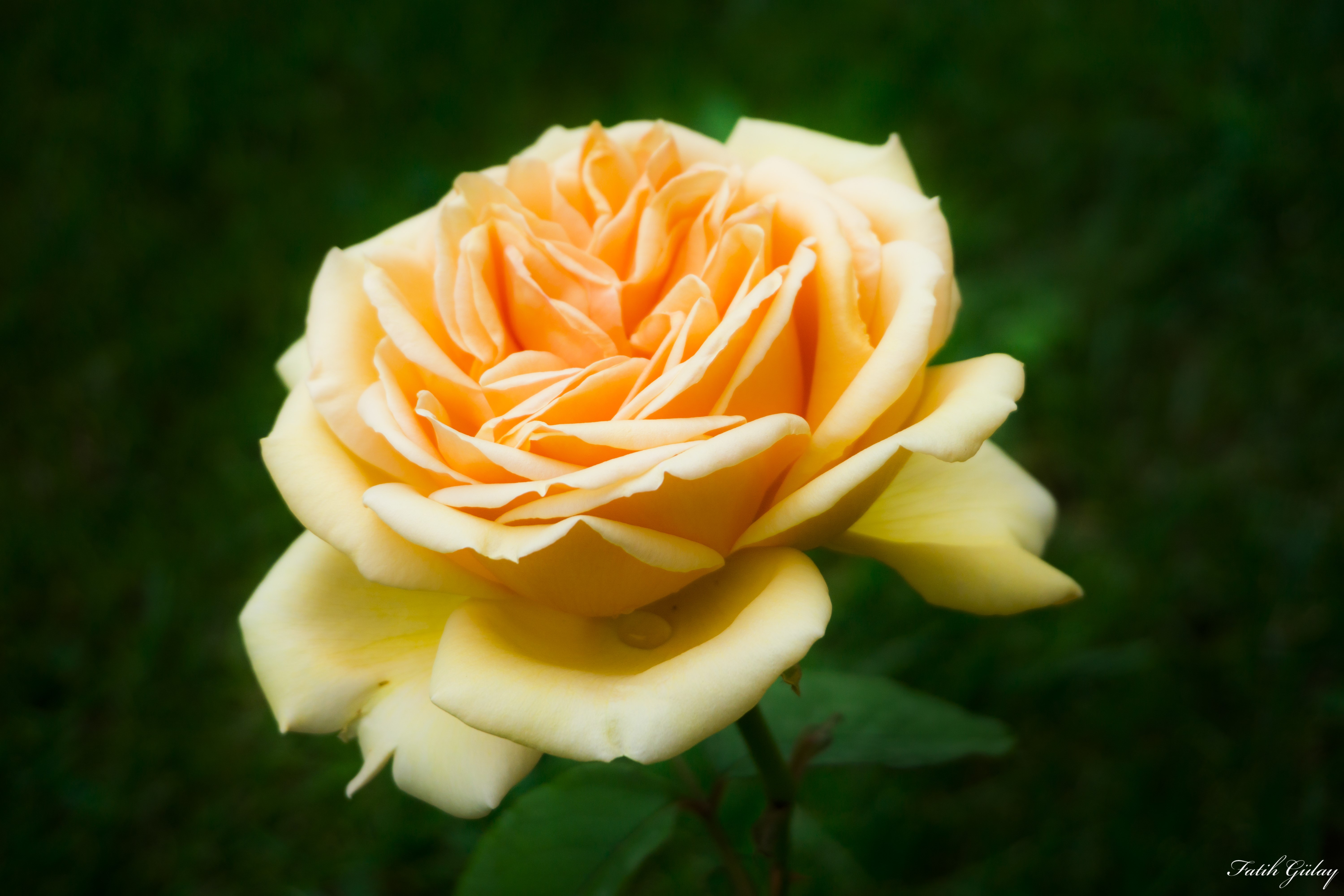 4K Yellow Rose HD Wallpaper