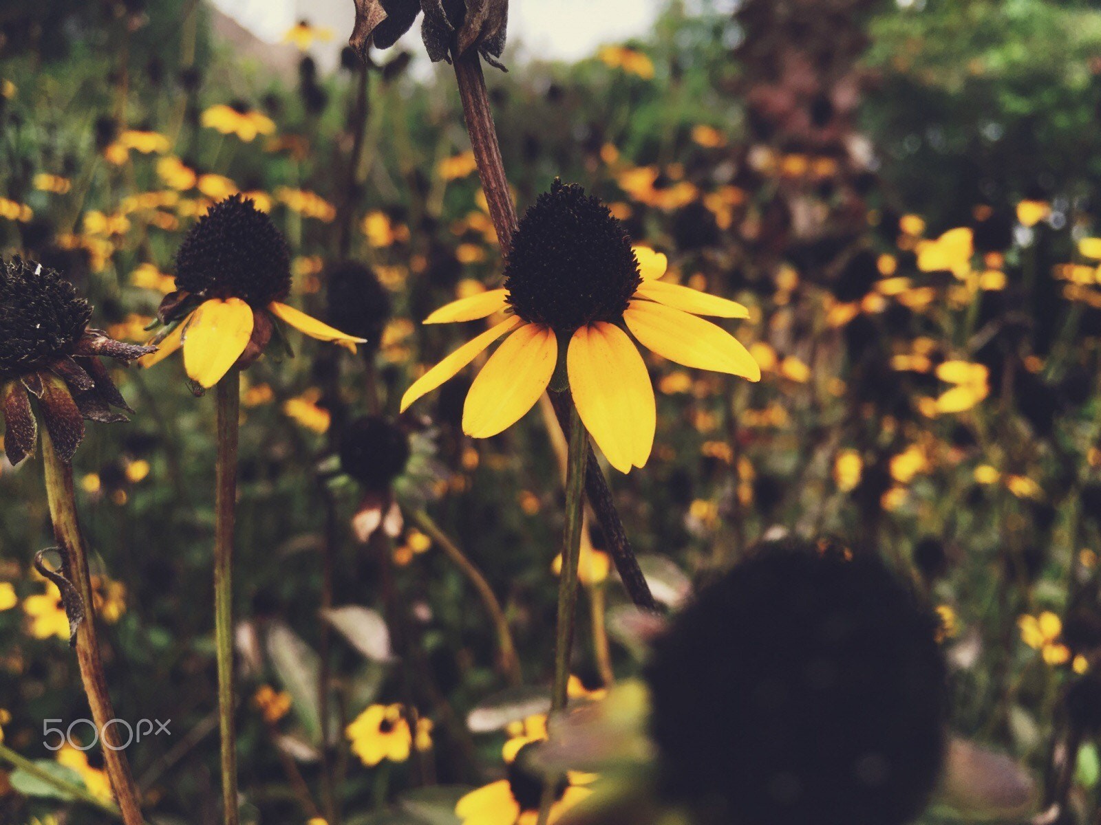 Yellow flowers in a field HD Wallpaper