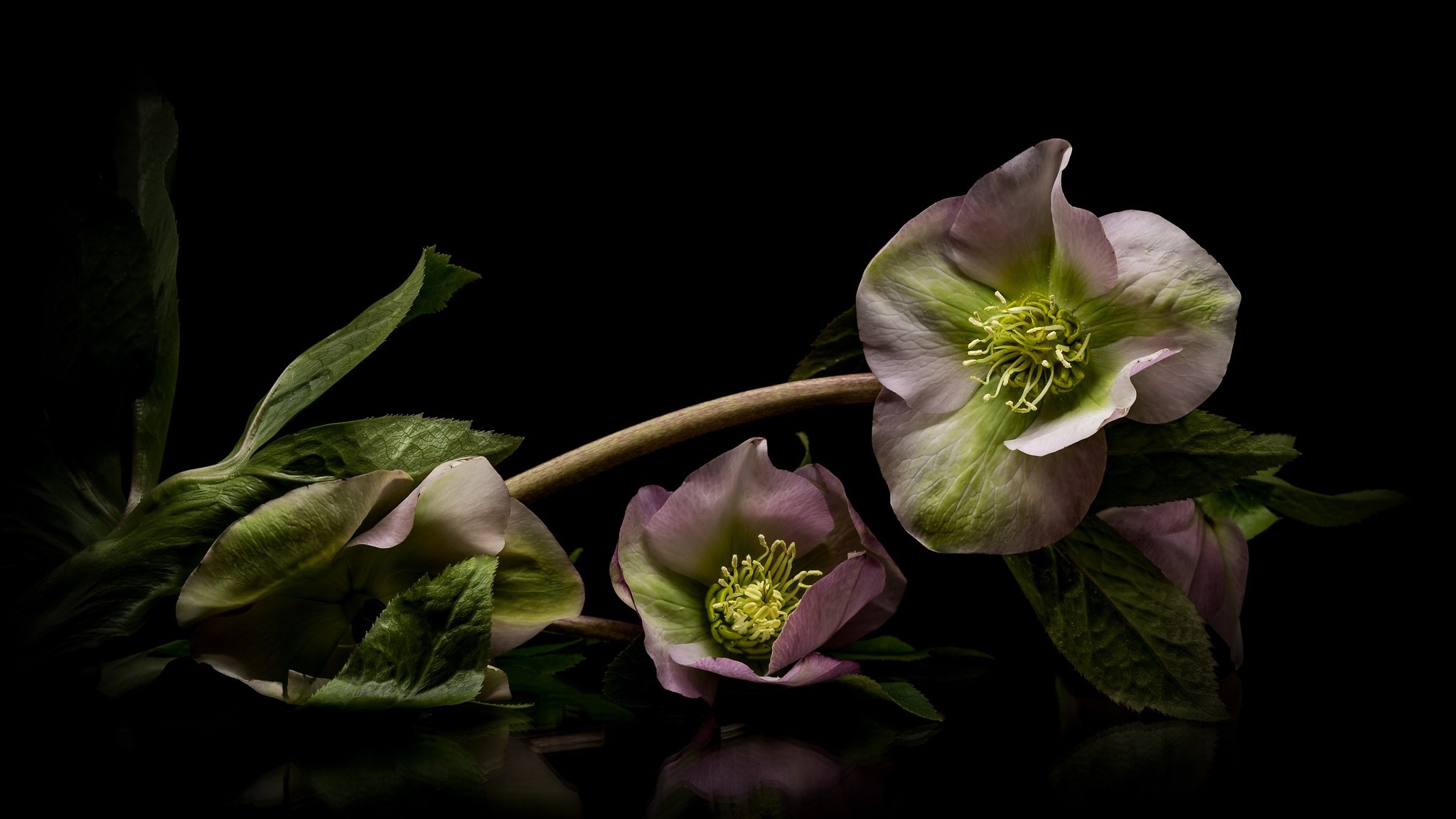 Pink and green hellebore flowers on black background HD Wallpaper