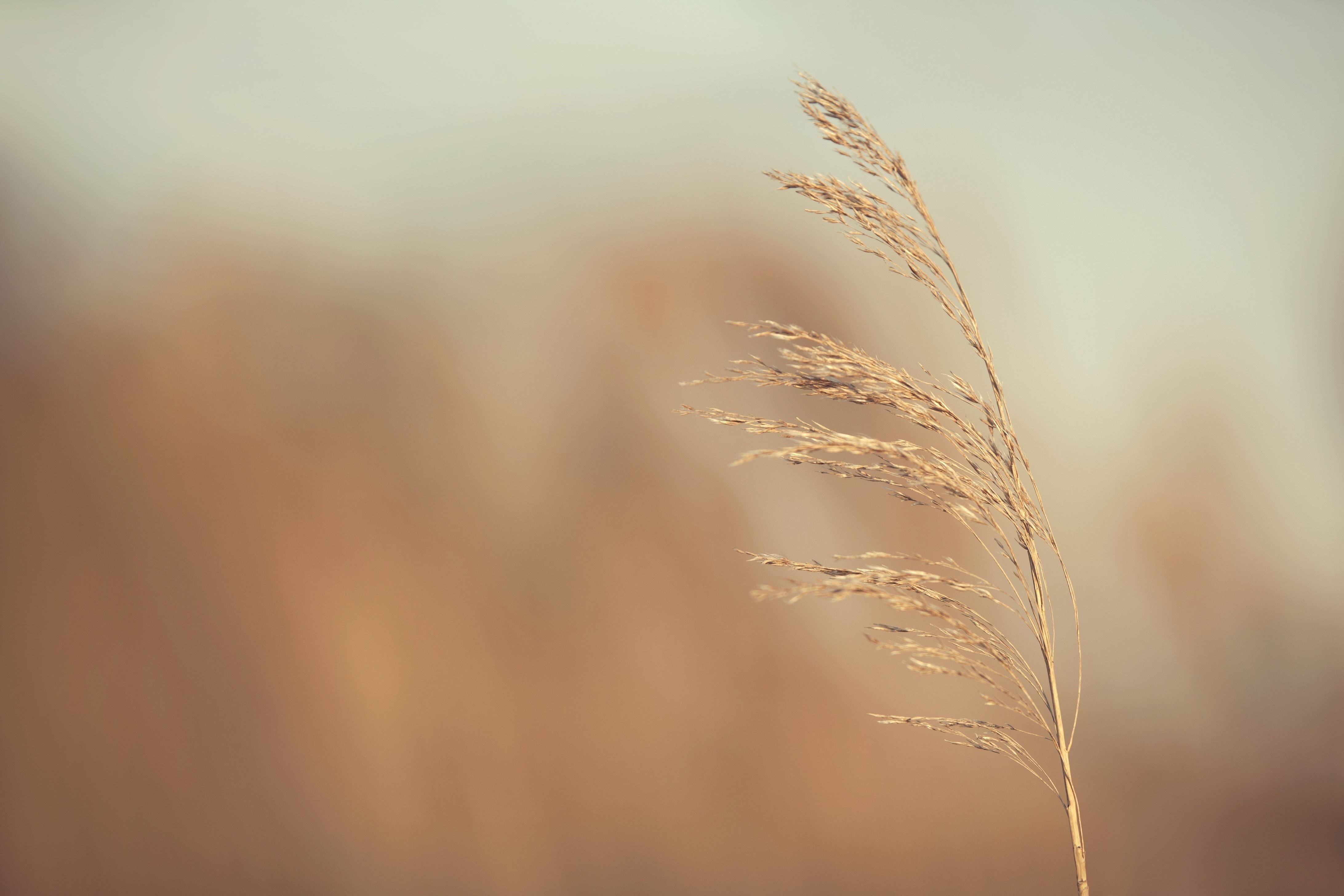 4K wheat bokeh nature plants HD Wallpaper