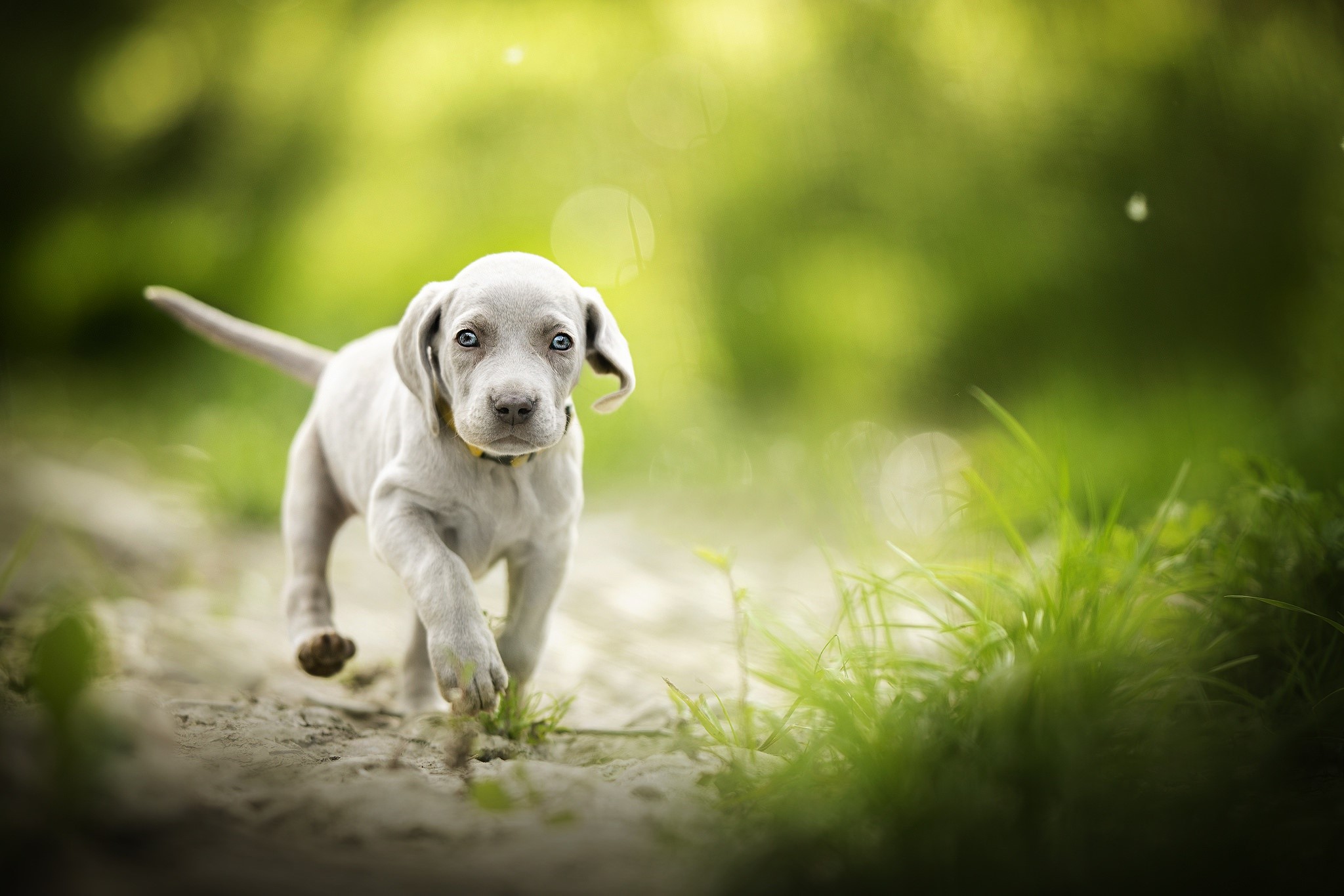 Weimaraner puppy running in a grassy field HD Wallpaper