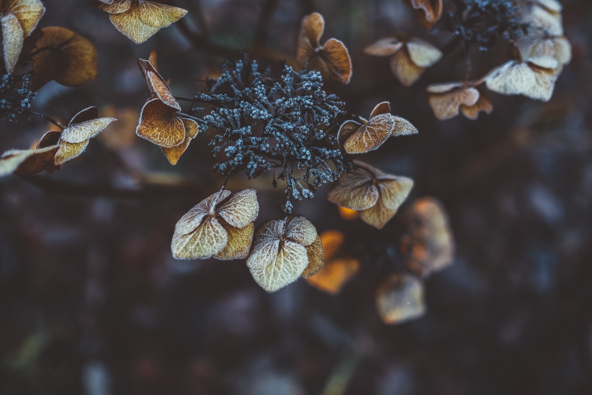 Dried hydrangea flowers with frost HD Wallpaper