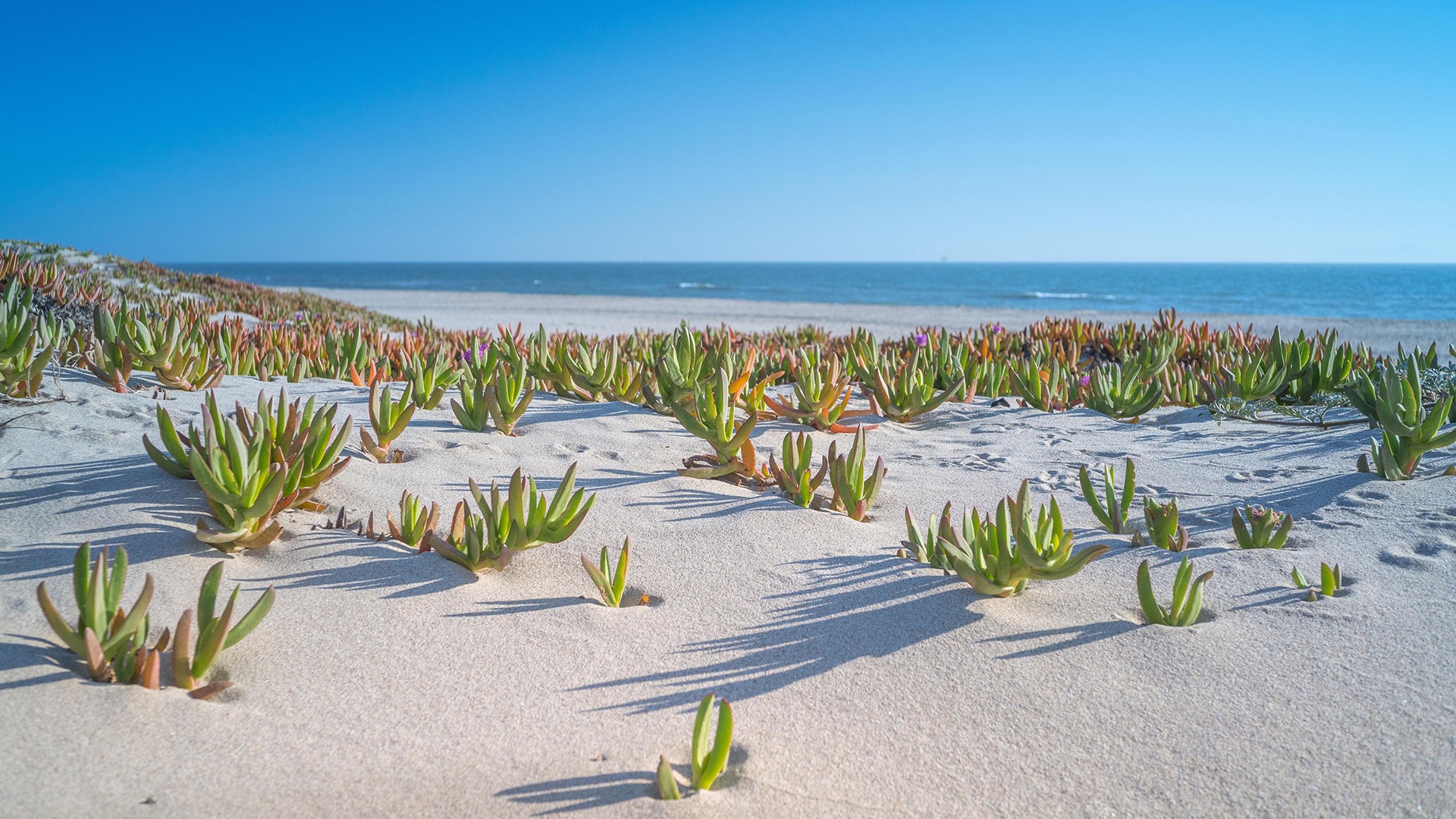 Succulent plants on a sandy beach with the ocean horizon HD Wallpaper