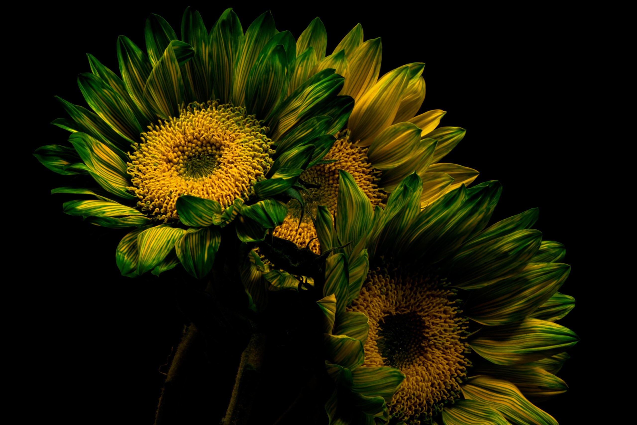 Three sunflowers with green and yellow petals HD Wallpaper
