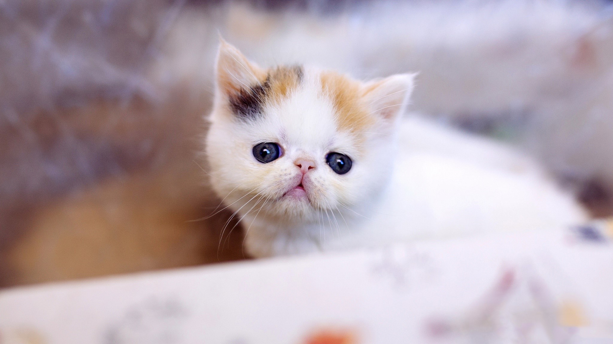 Cute calico kitten with blue eyes HD Wallpaper