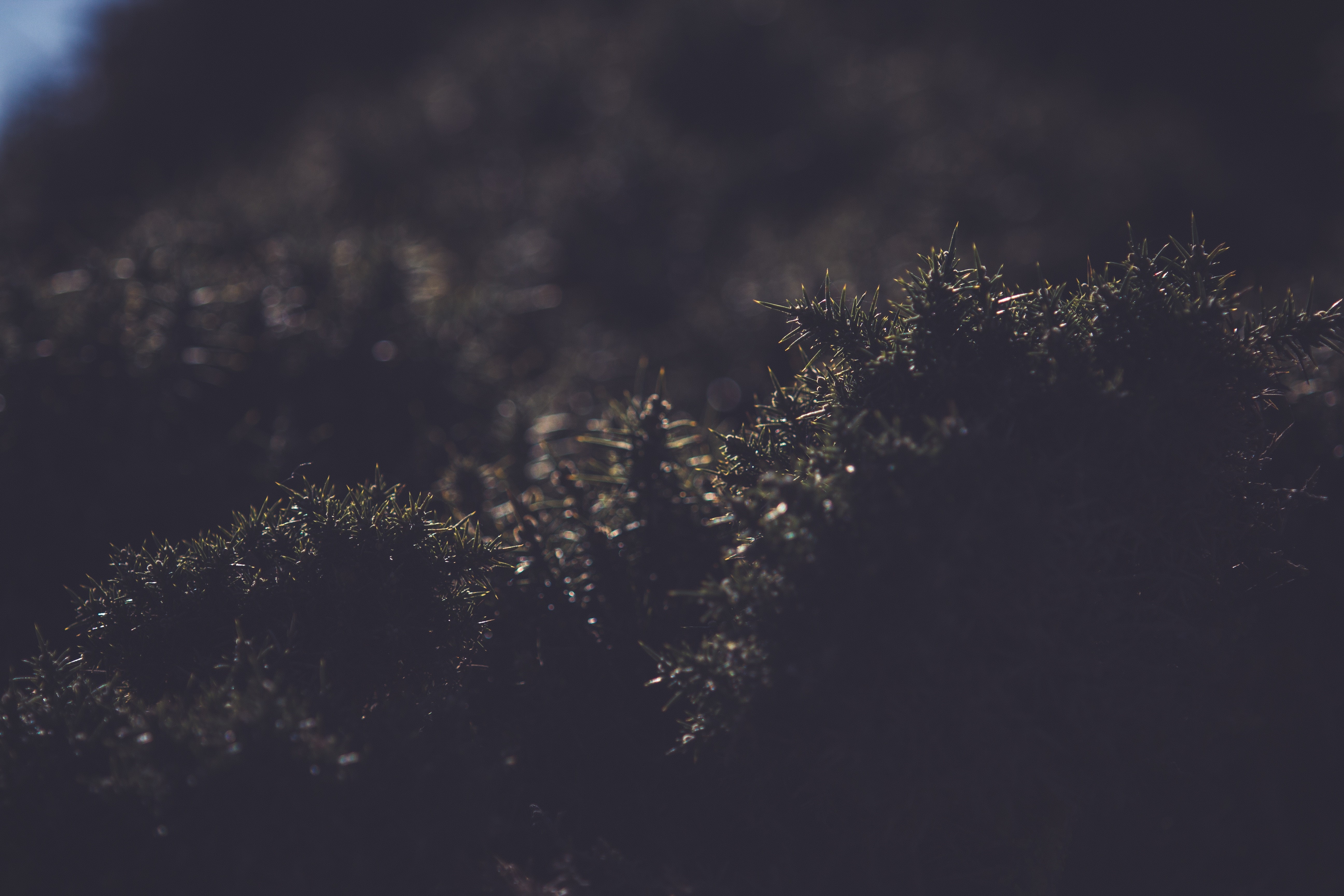 Dark grass and plants in sunlight HD Wallpaper