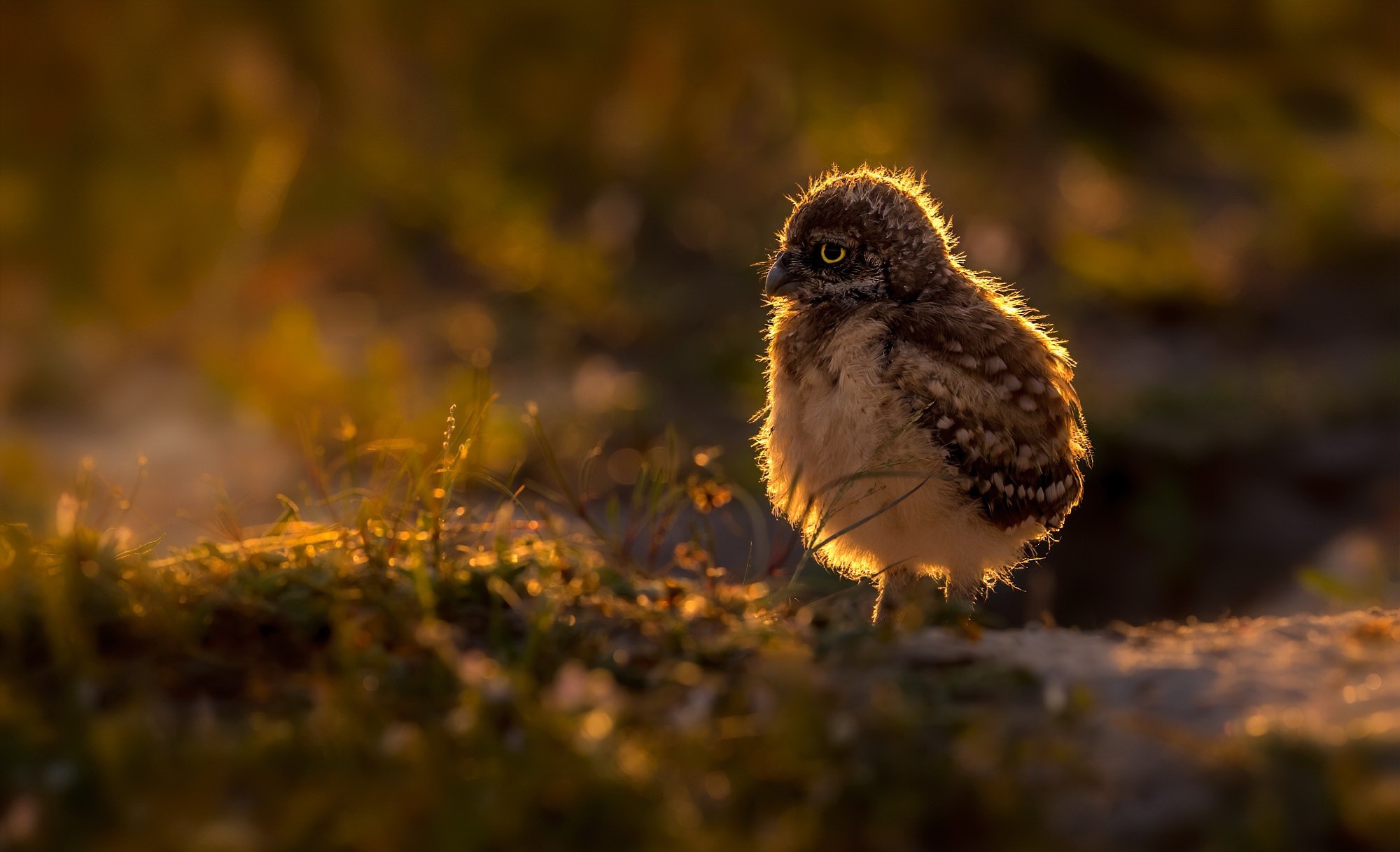Baby owl in golden hour light HD Wallpaper