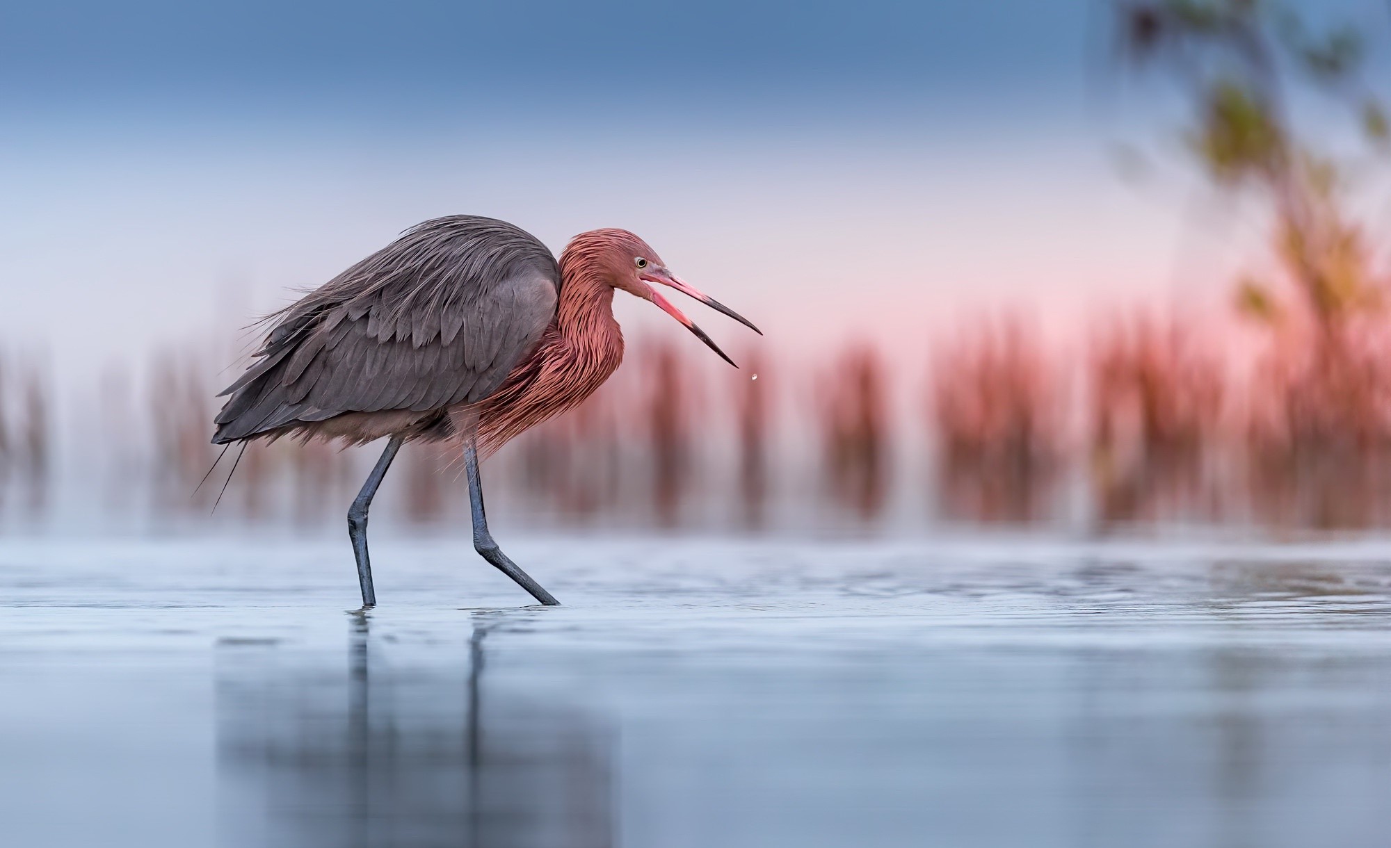 Reddish Egret wading in shallow water HD Wallpaper