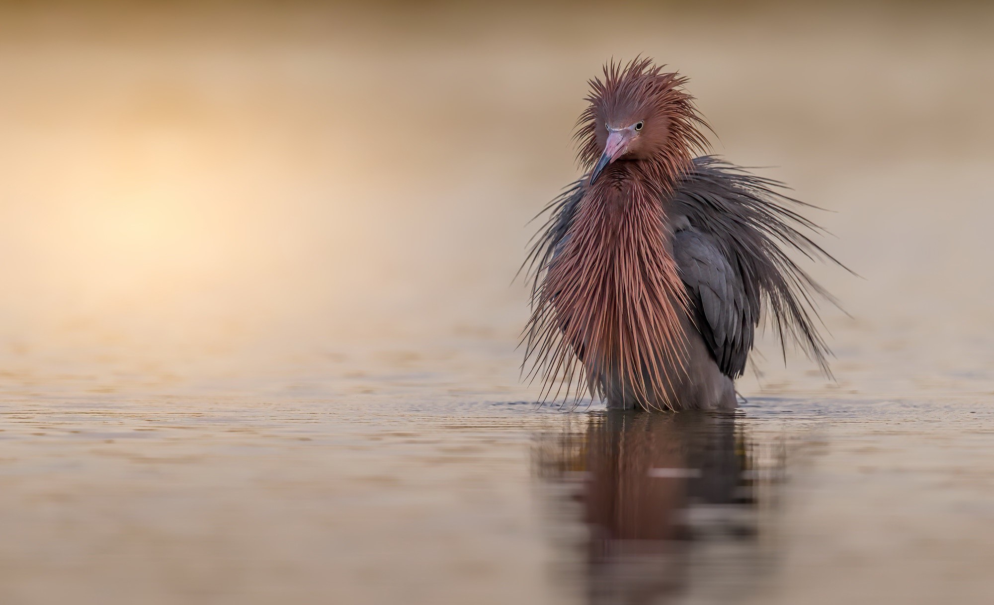 Reddish Egret bird standing in shallow water HD Wallpaper