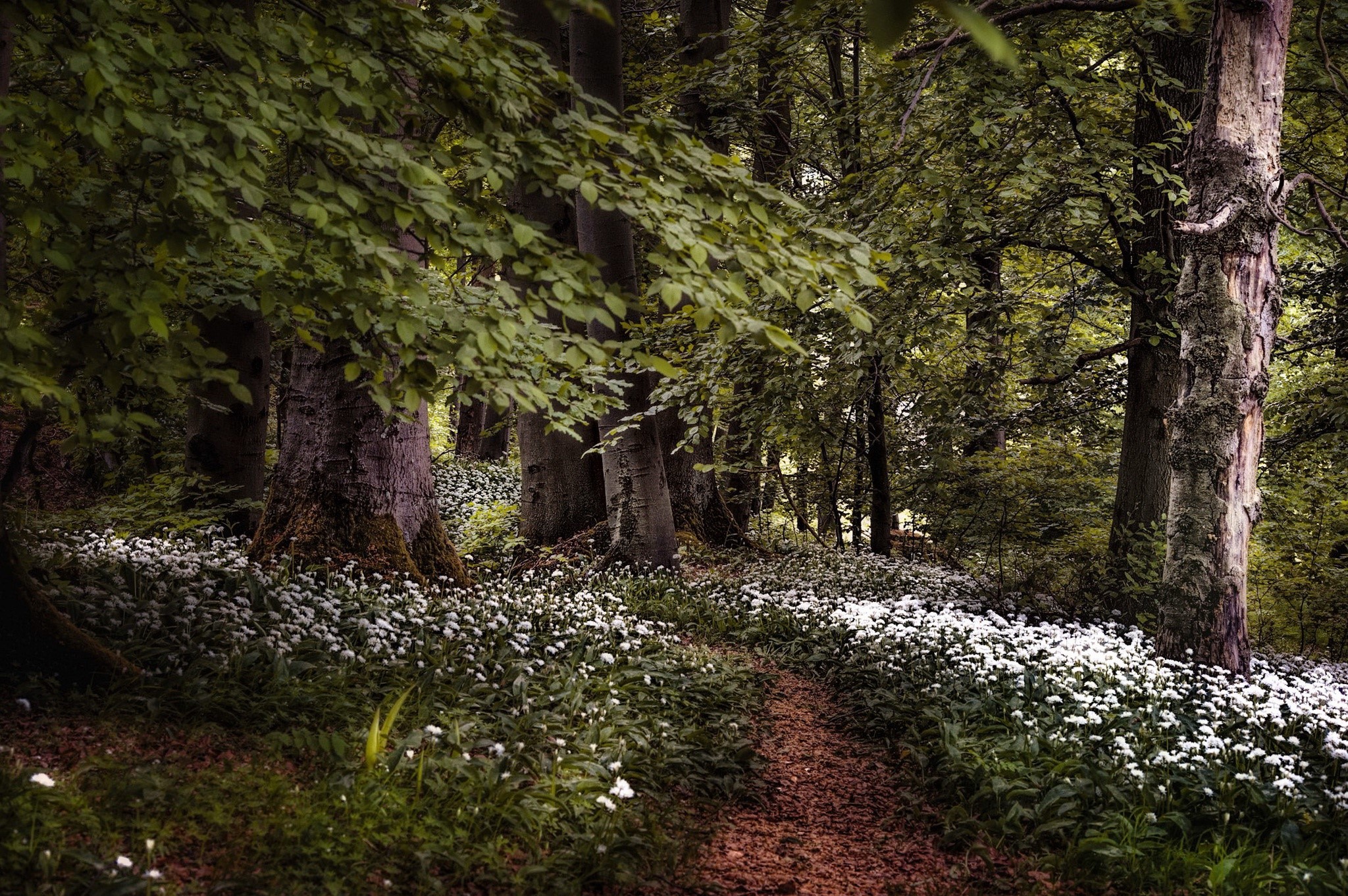 A forest path lined with white flowers and trees HD Wallpaper