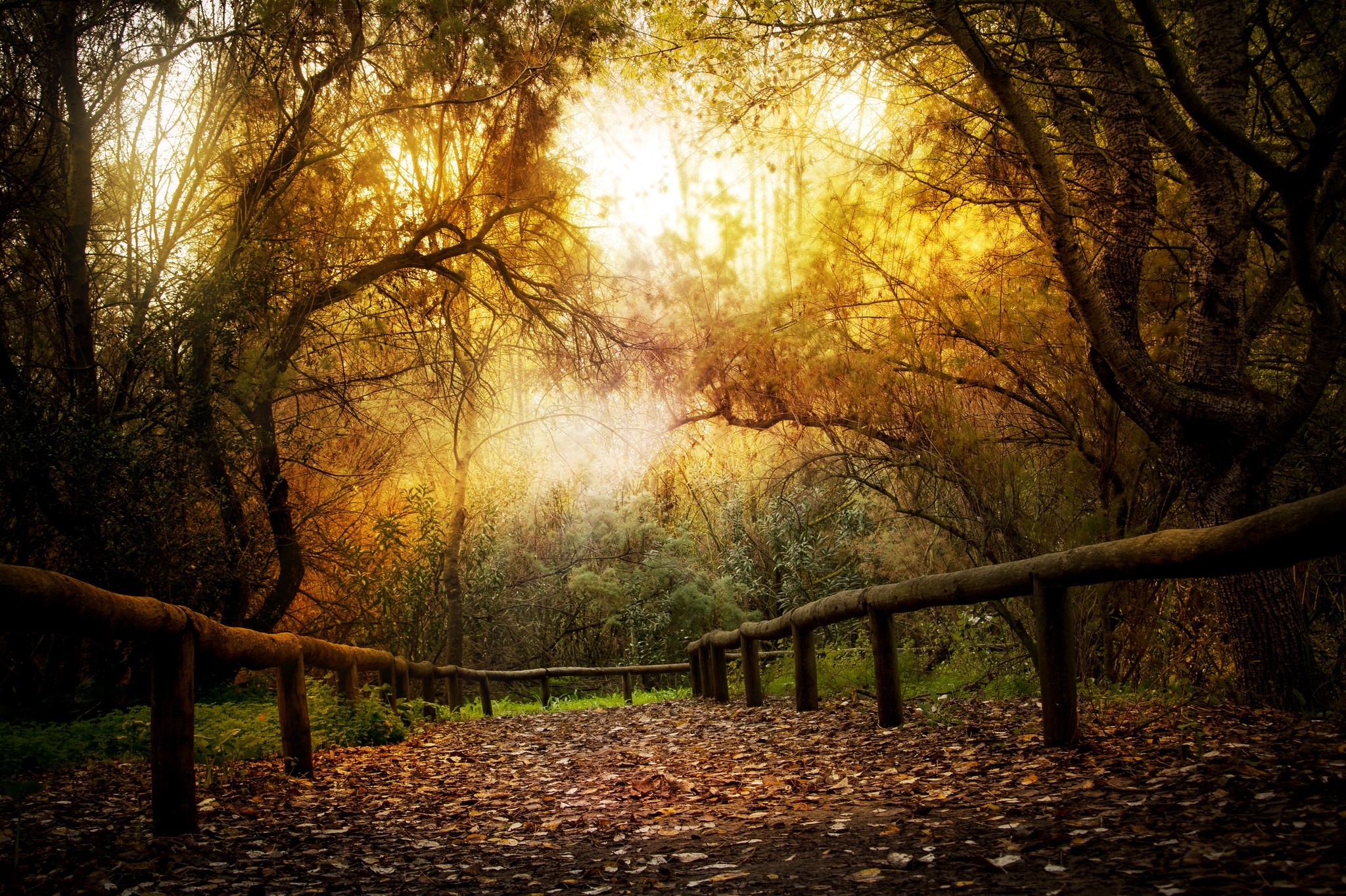 Autumn forest path with wooden railing and sunlight HD Wallpaper