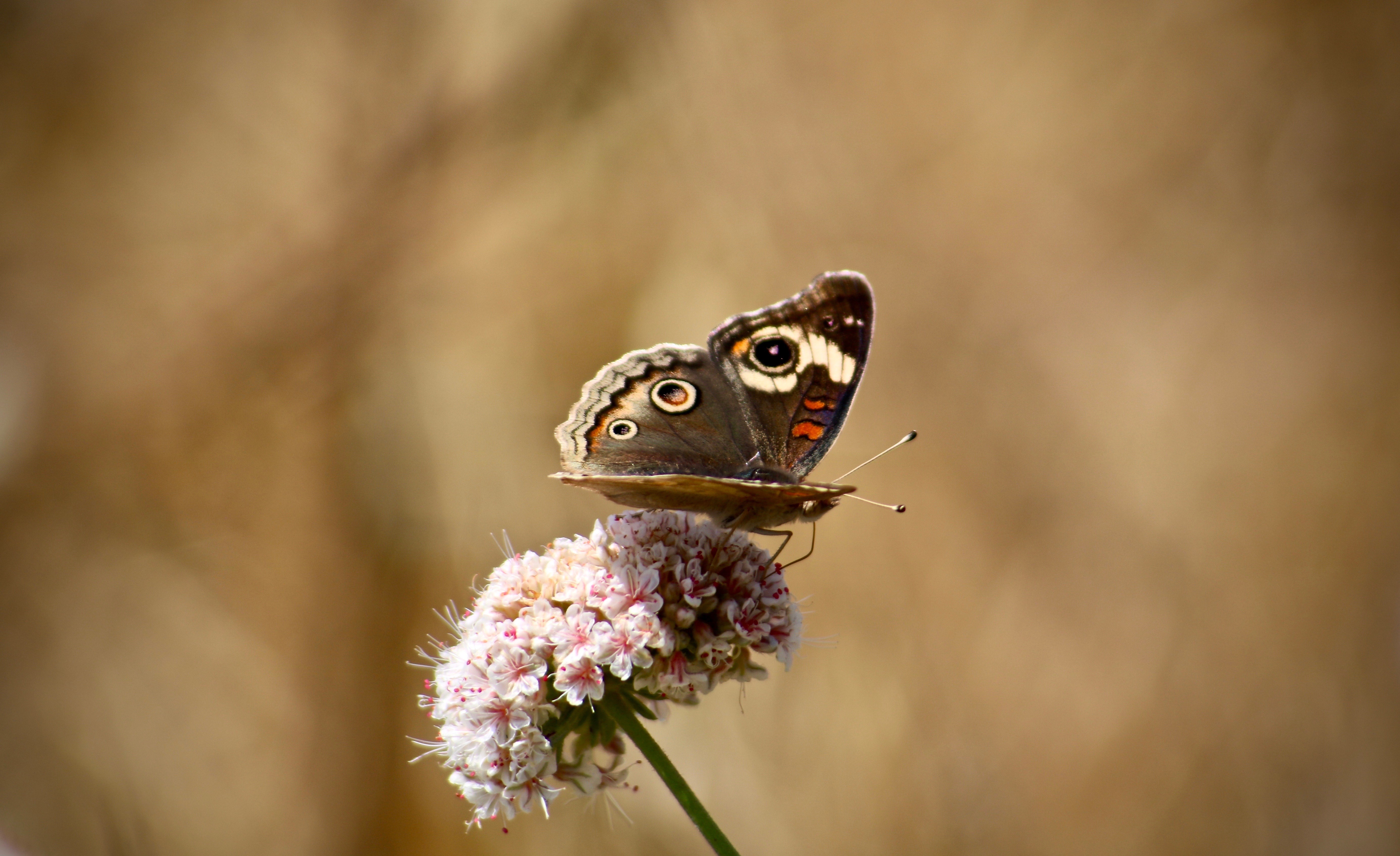 4K Macro Butterfly on Flower HD Wallpaper