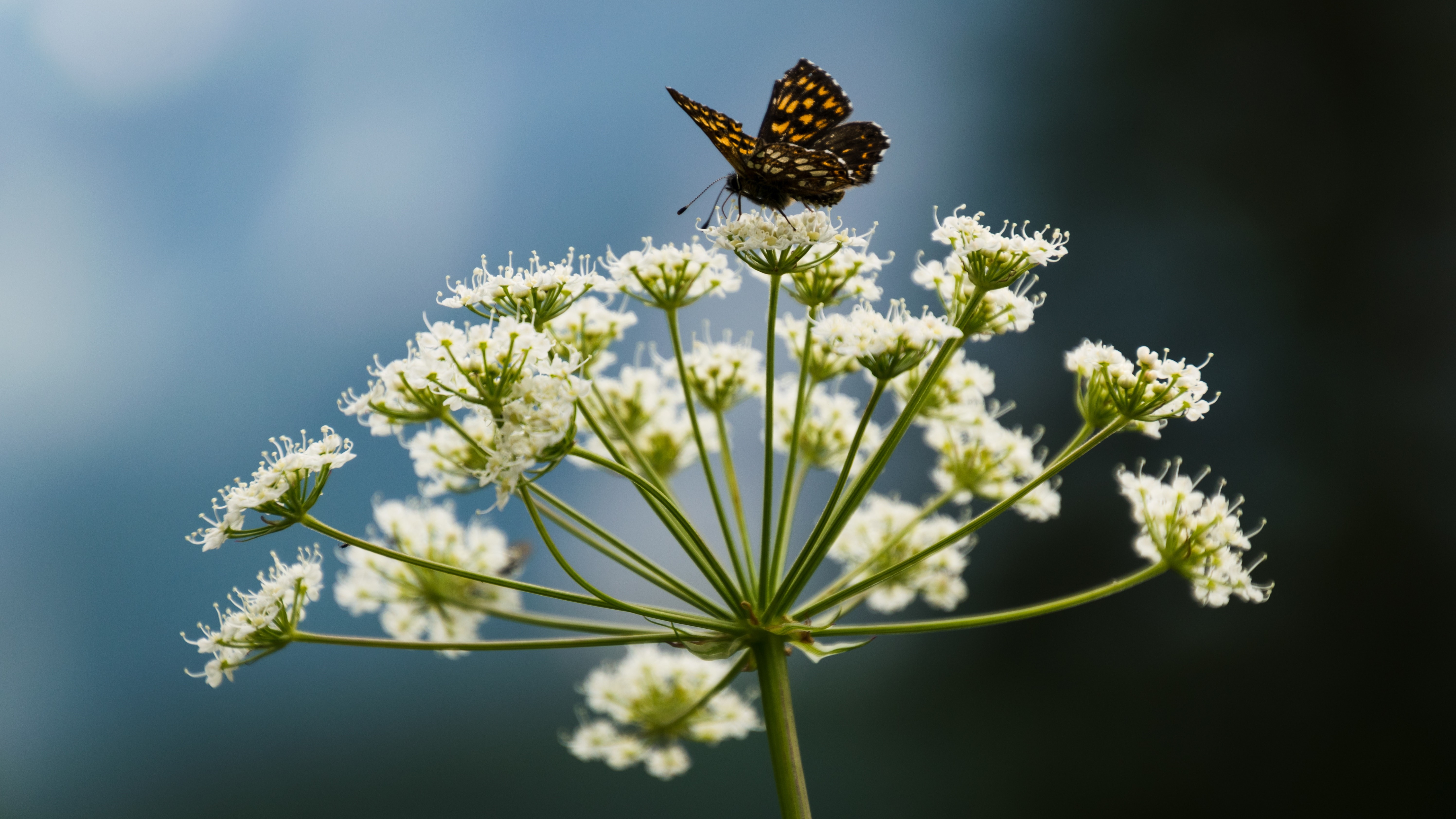 Butterfly on white flowers macro shot HD Wallpaper