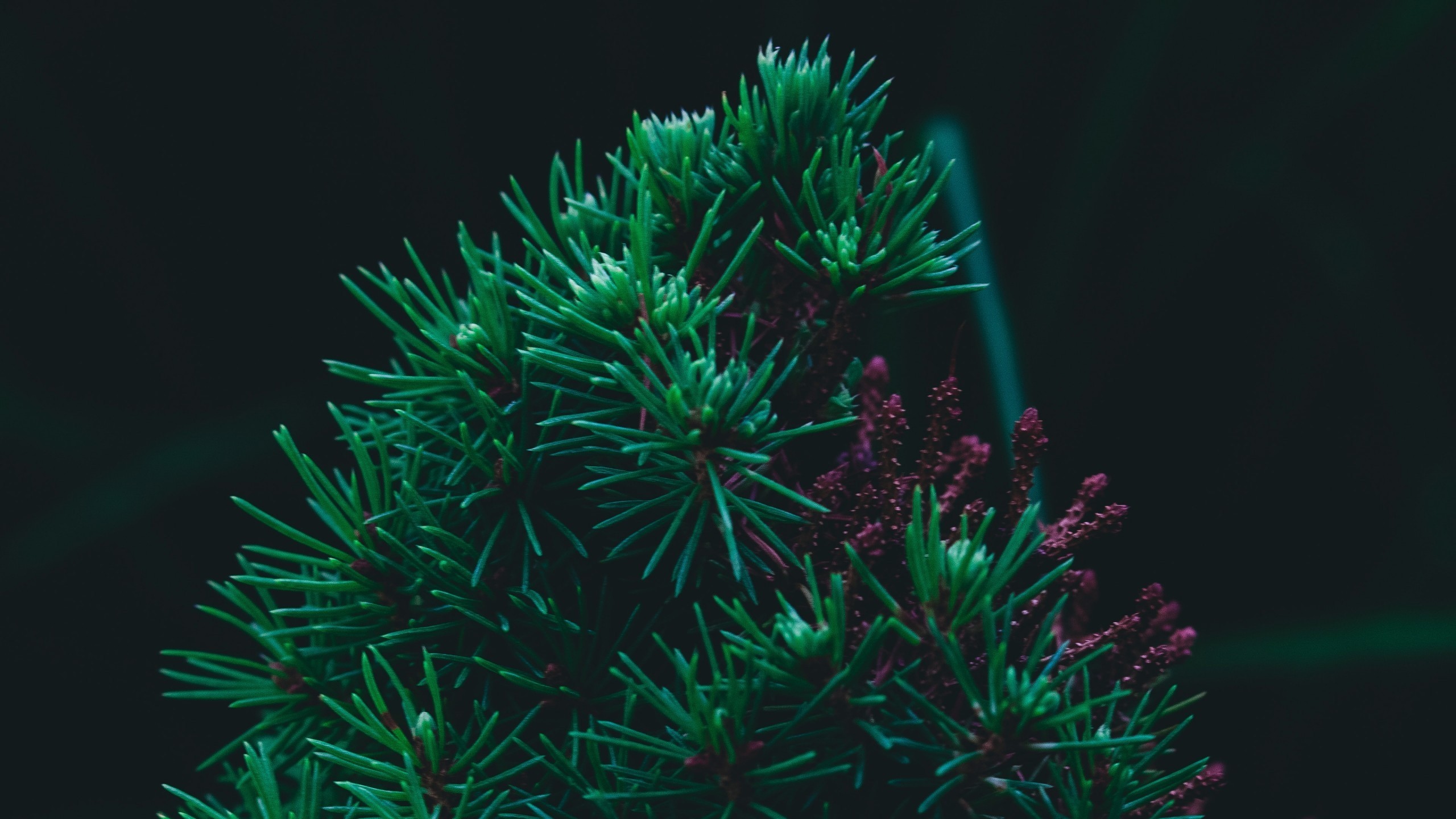 Green pine needles with purple flowers HD Wallpaper