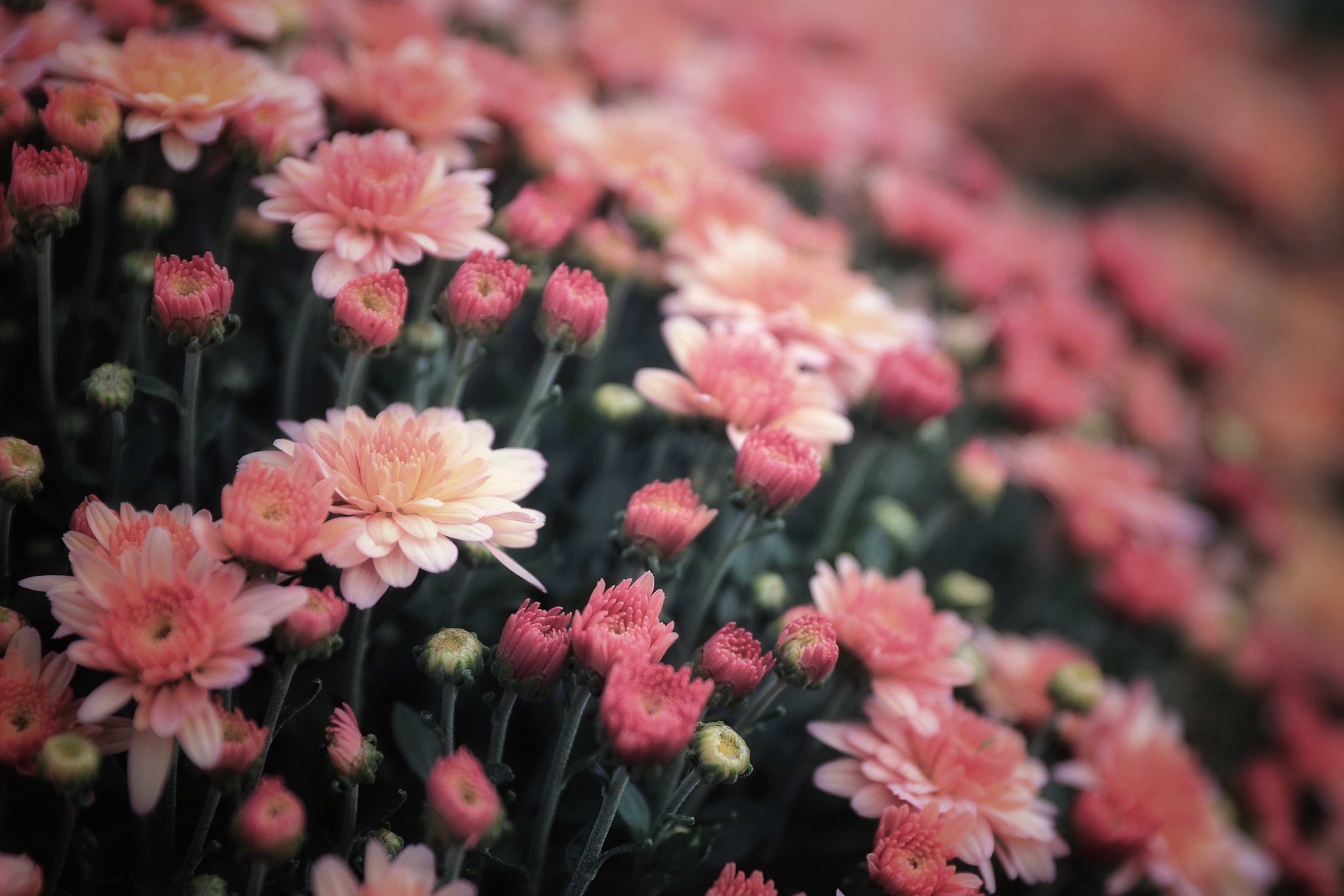 Pink and orange chrysanthemums in bloom HD Wallpaper