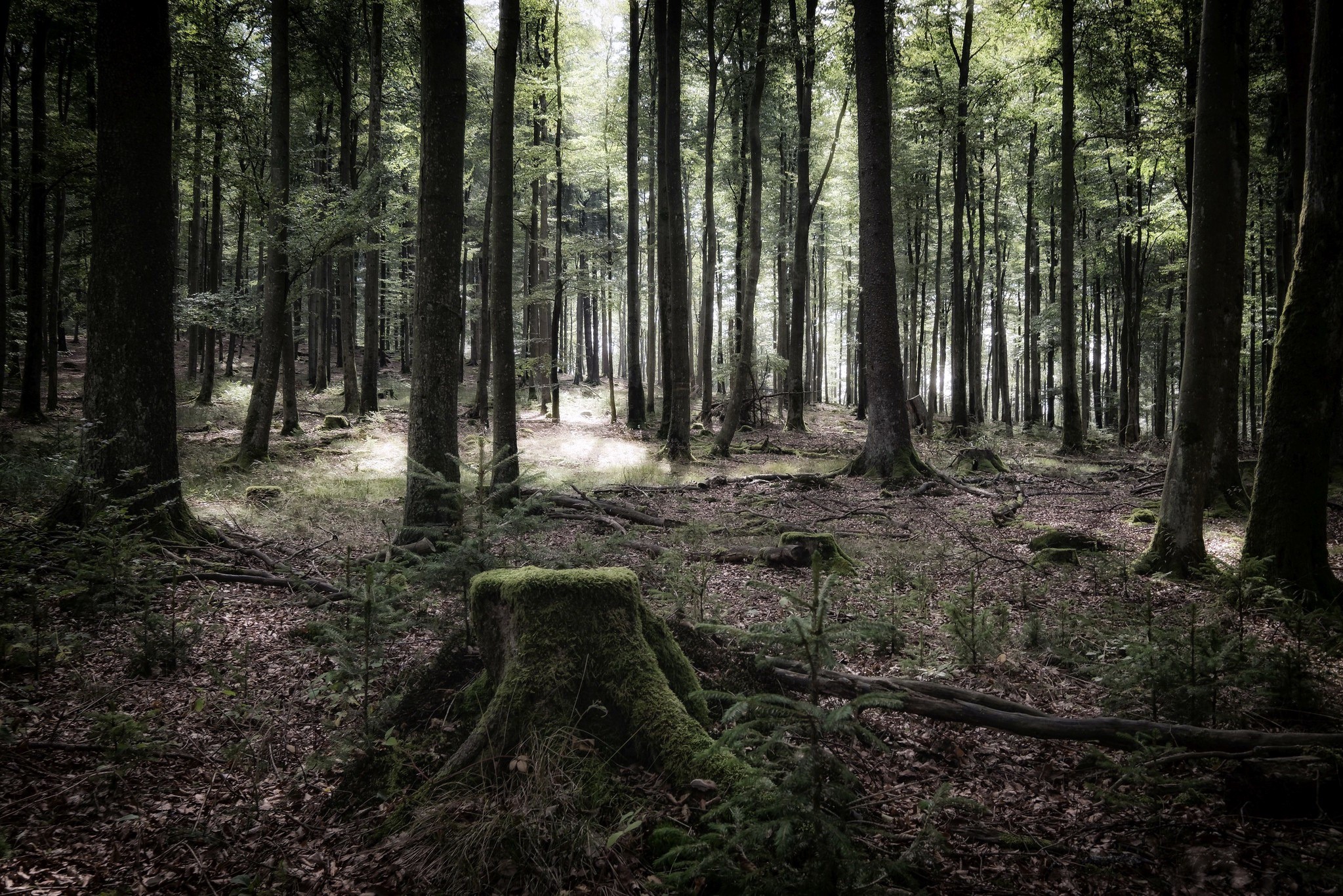 Mossy tree stump in a dark forest HD Wallpaper