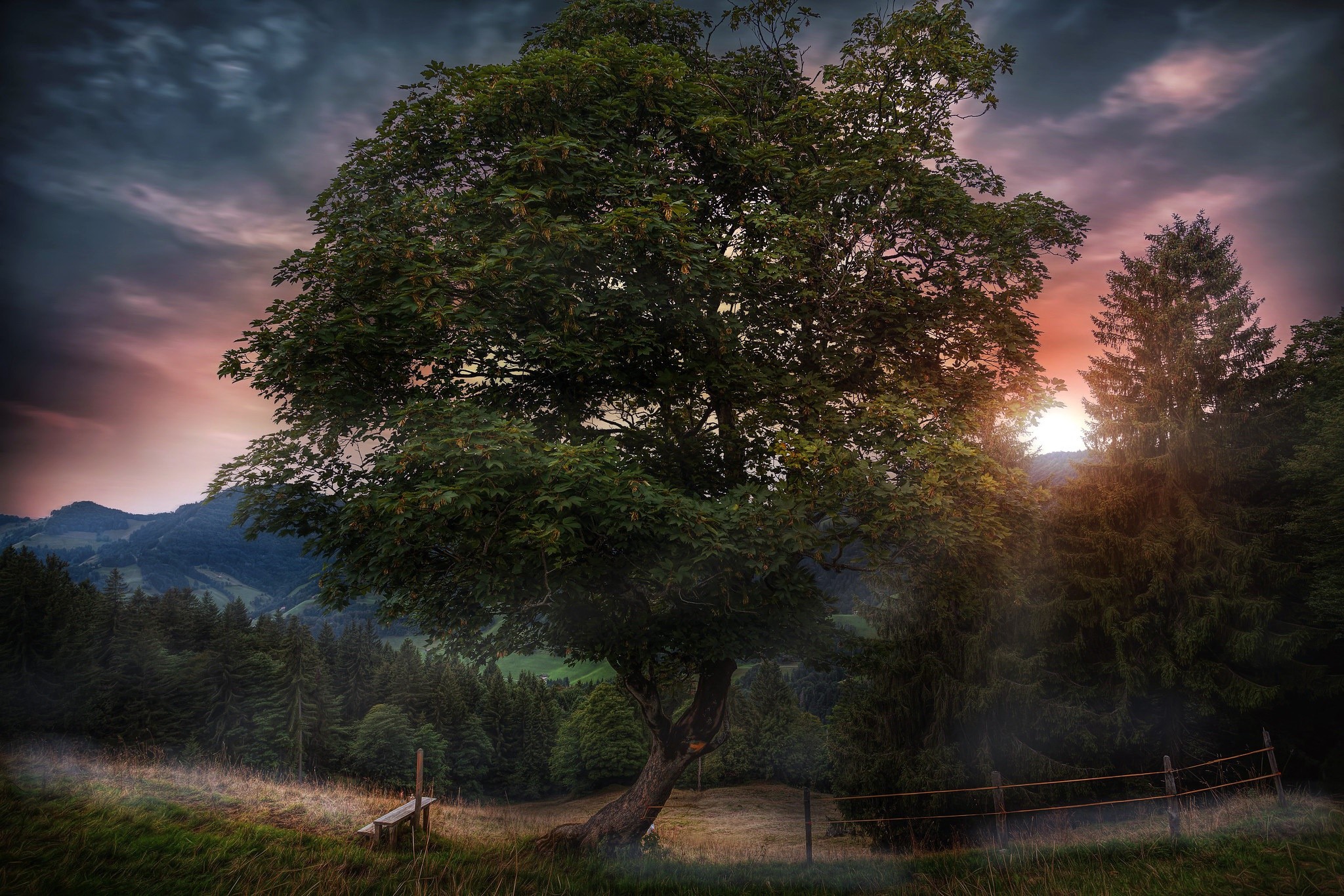 Tree in a mountain landscape at sunset HD Wallpaper