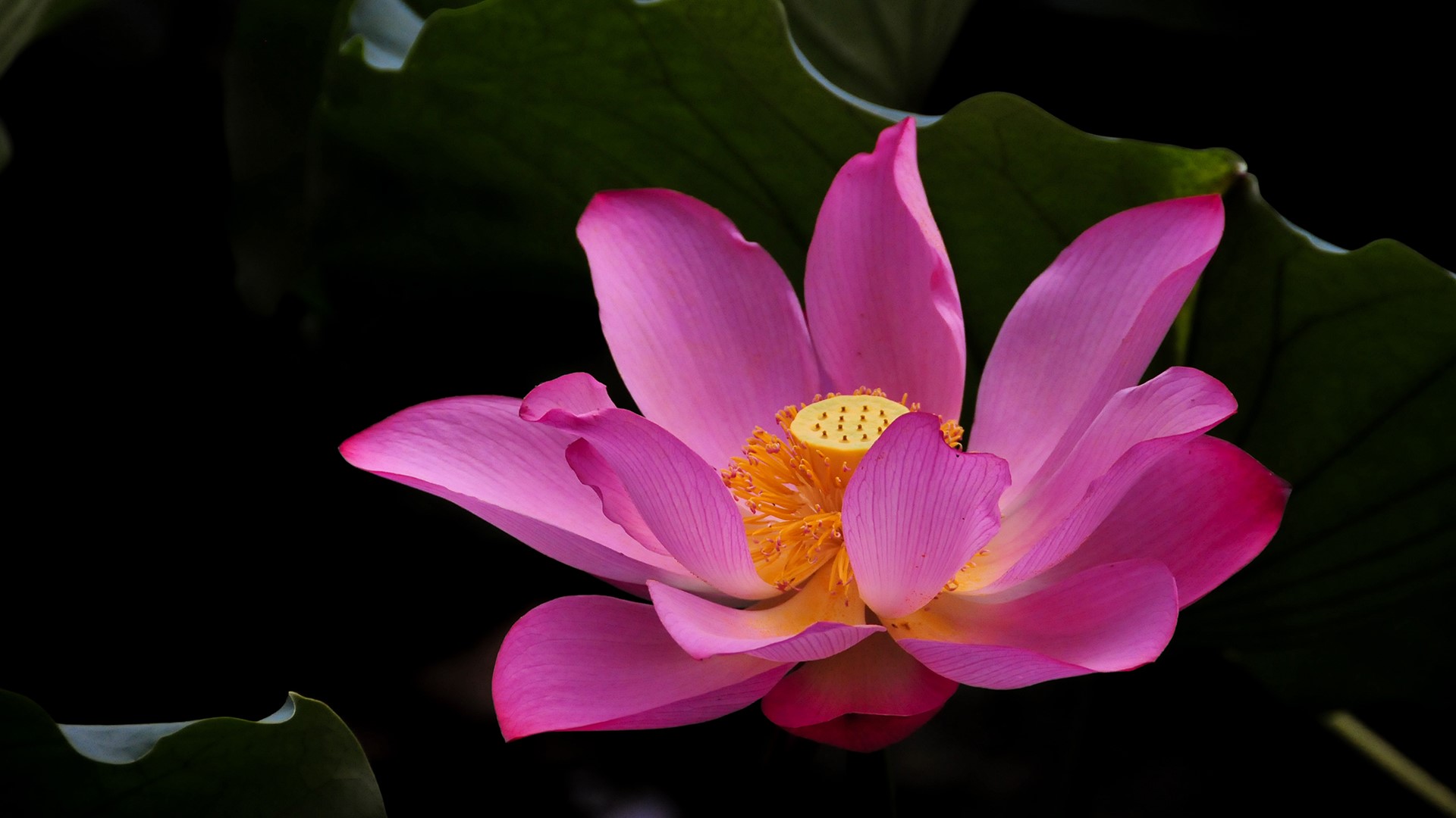 Pink lotus flower with green leaves HD Wallpaper