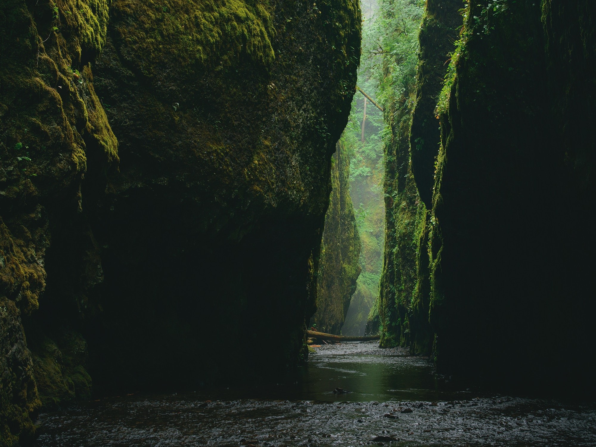 Moss-covered canyon with a stream in Oregon, USA HD Wallpaper