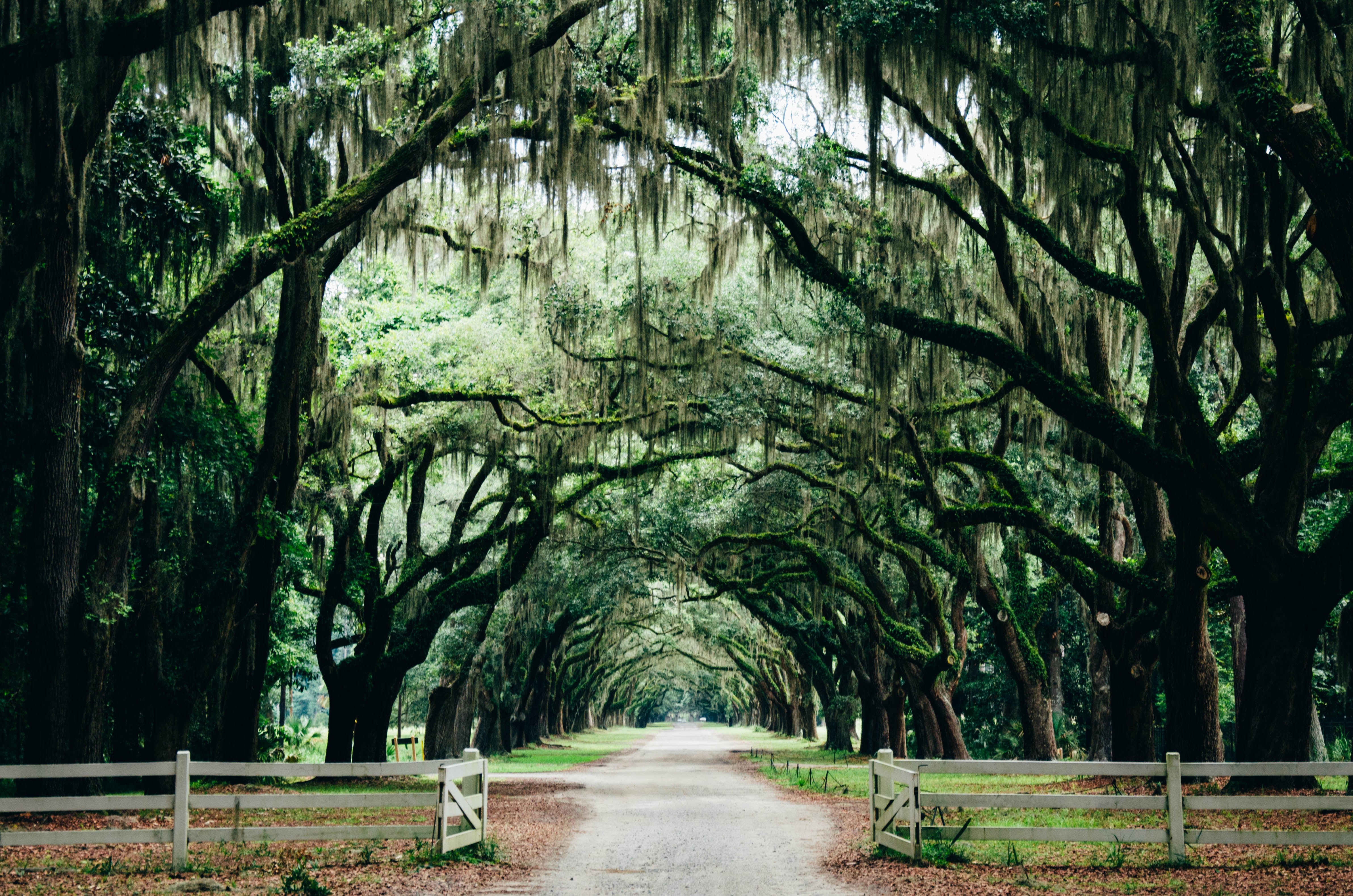 4K Oak Tree Lined Dirt Road with Spanish Moss HD Wallpaper