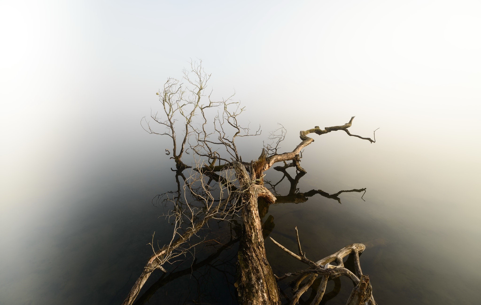 Dead tree in foggy water HD Wallpaper