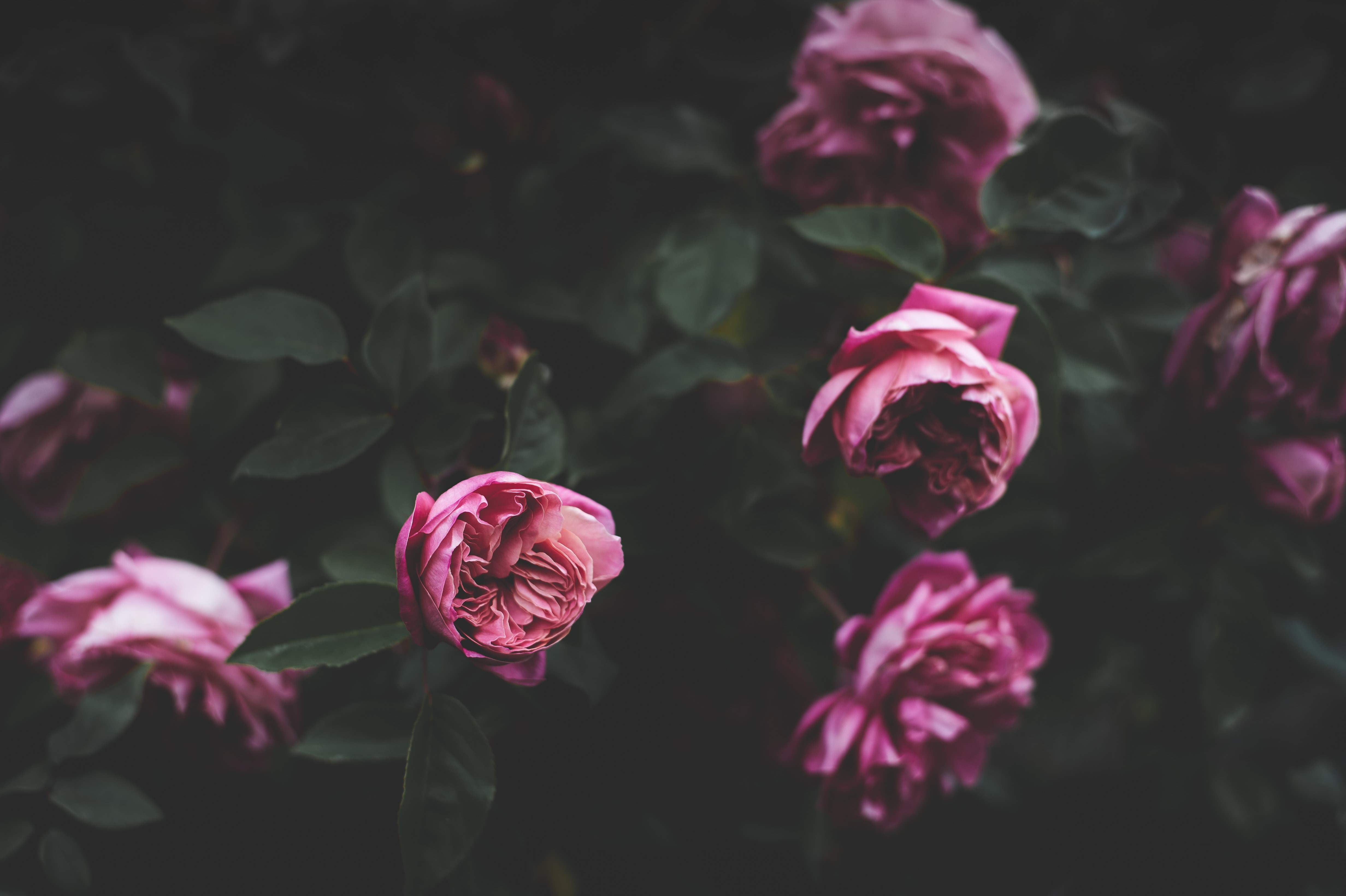 4K pink roses with dark leaves HD Wallpaper
