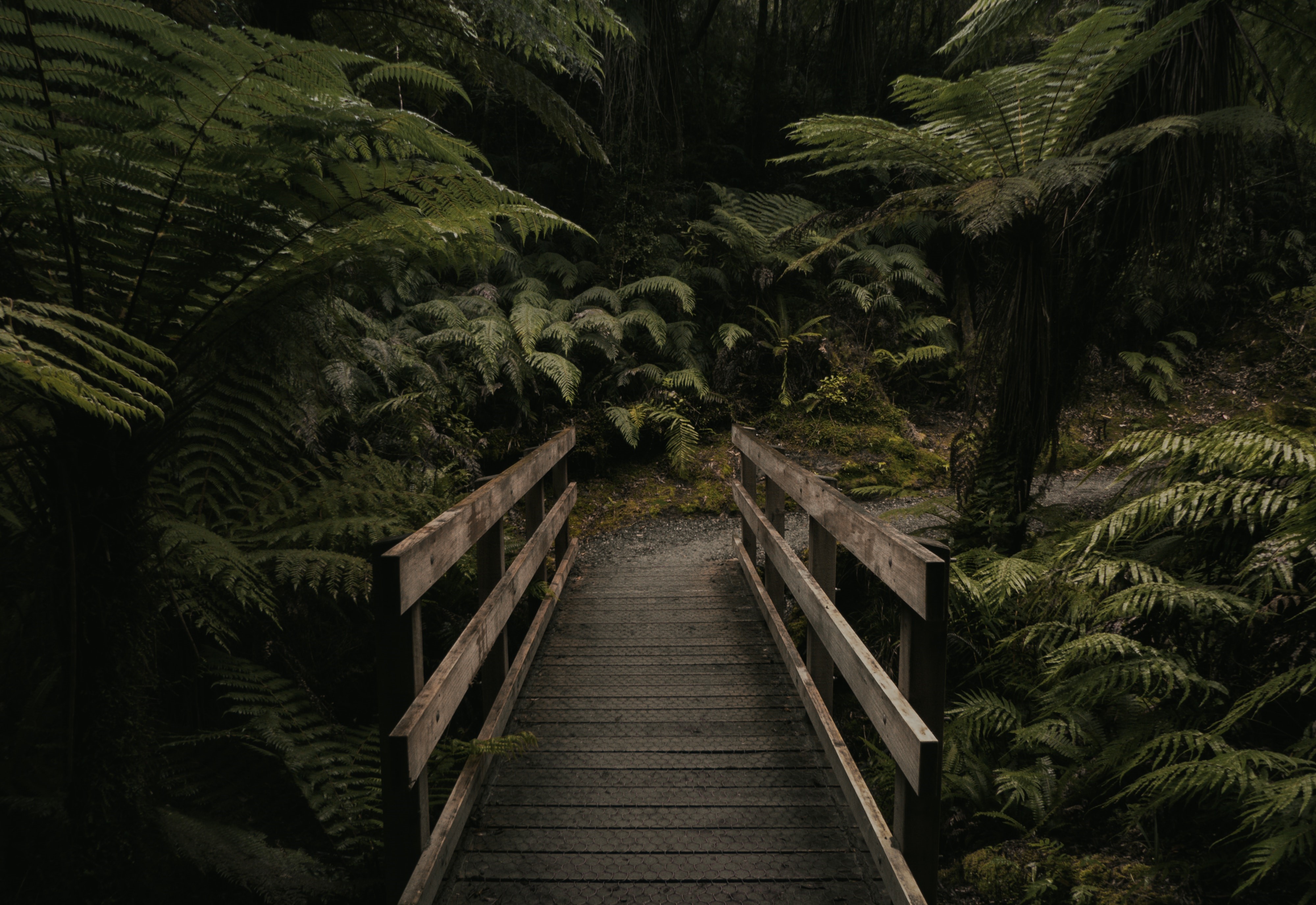 Wooden bridge in a fern forest, New Zealand HD Wallpaper