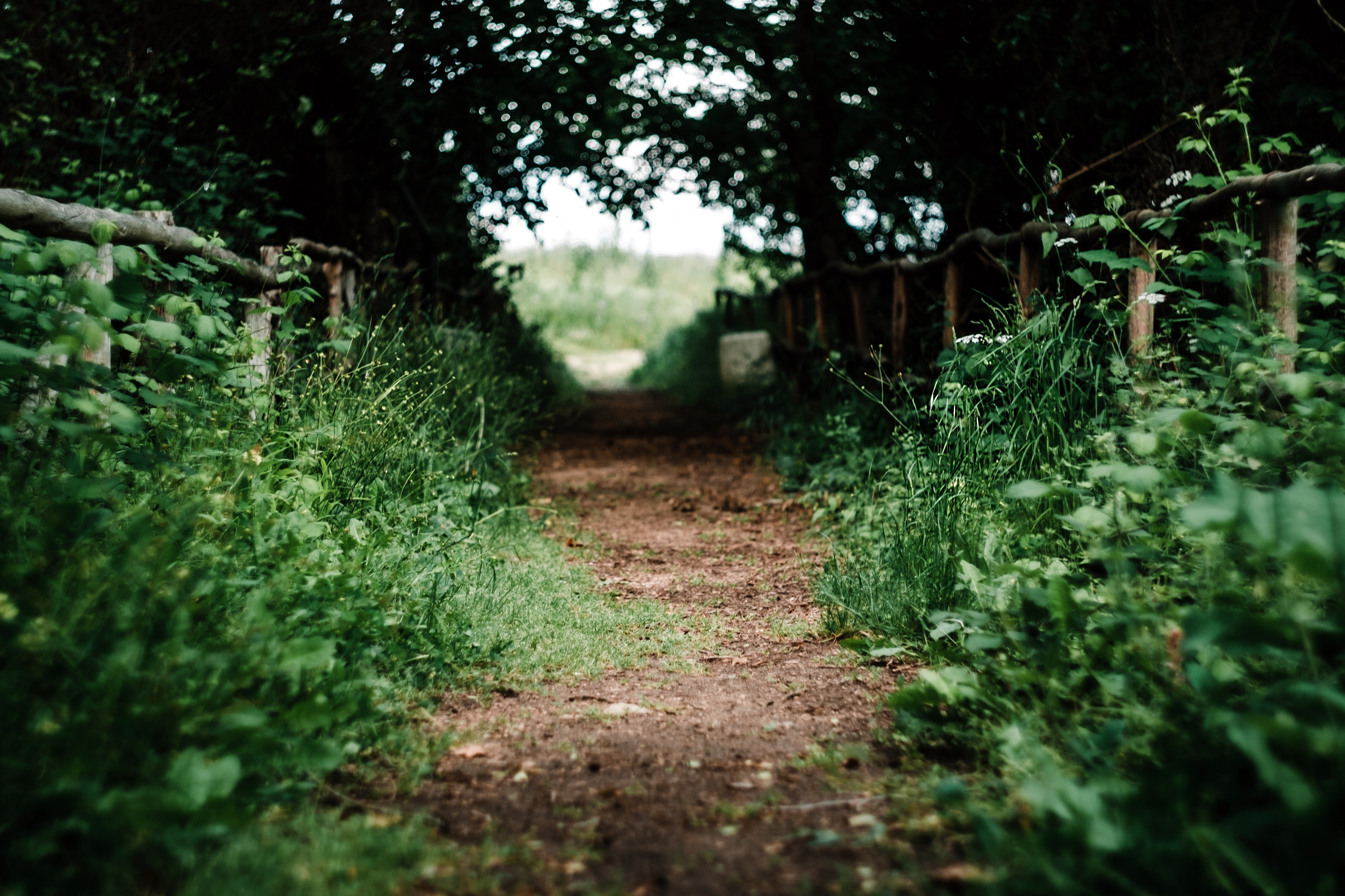 Dirt path through a green forest in Bulgaria HD Wallpaper